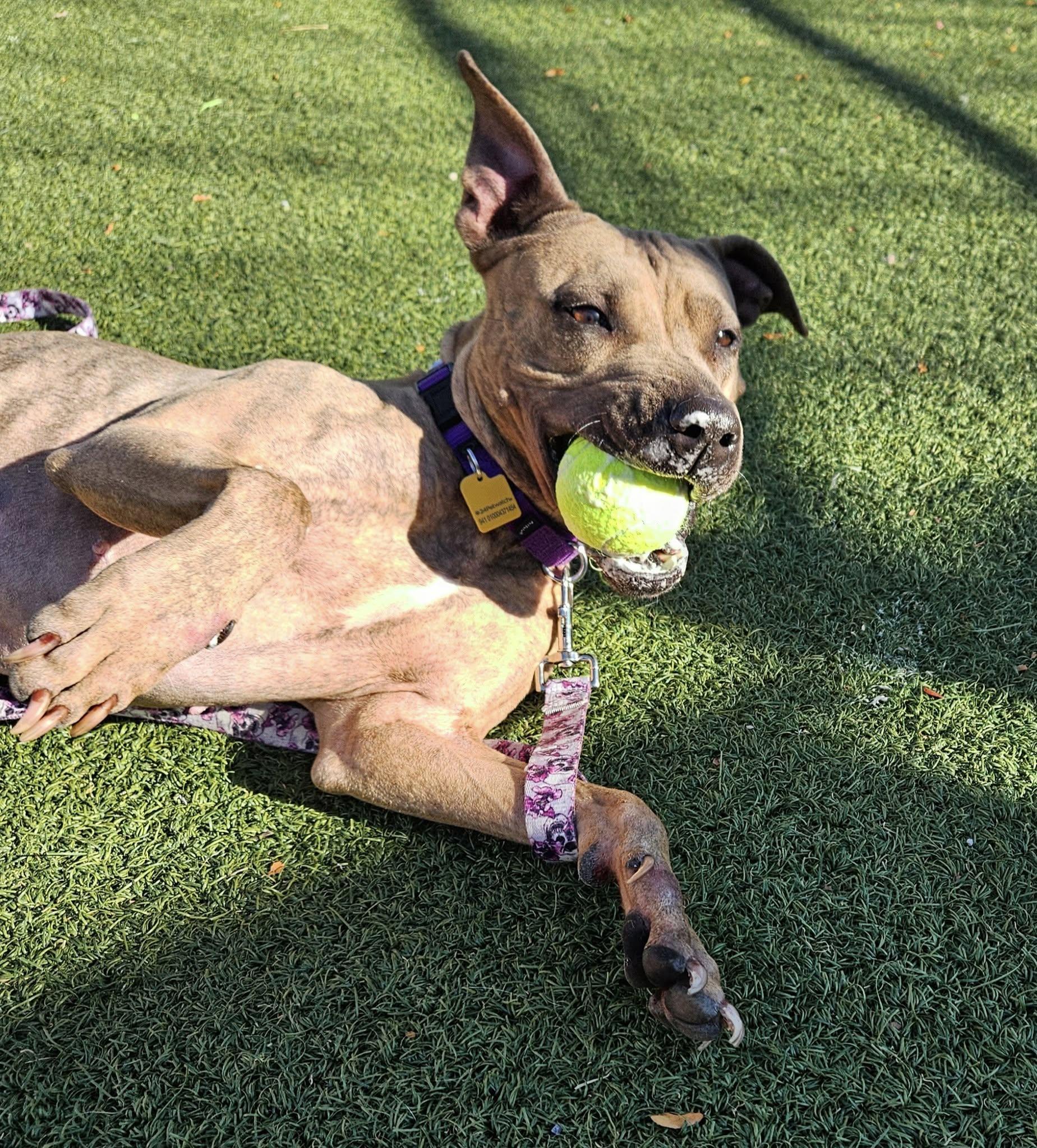 Shelley, a Adoptable mixed breed in Cleveland, OH image 6/6