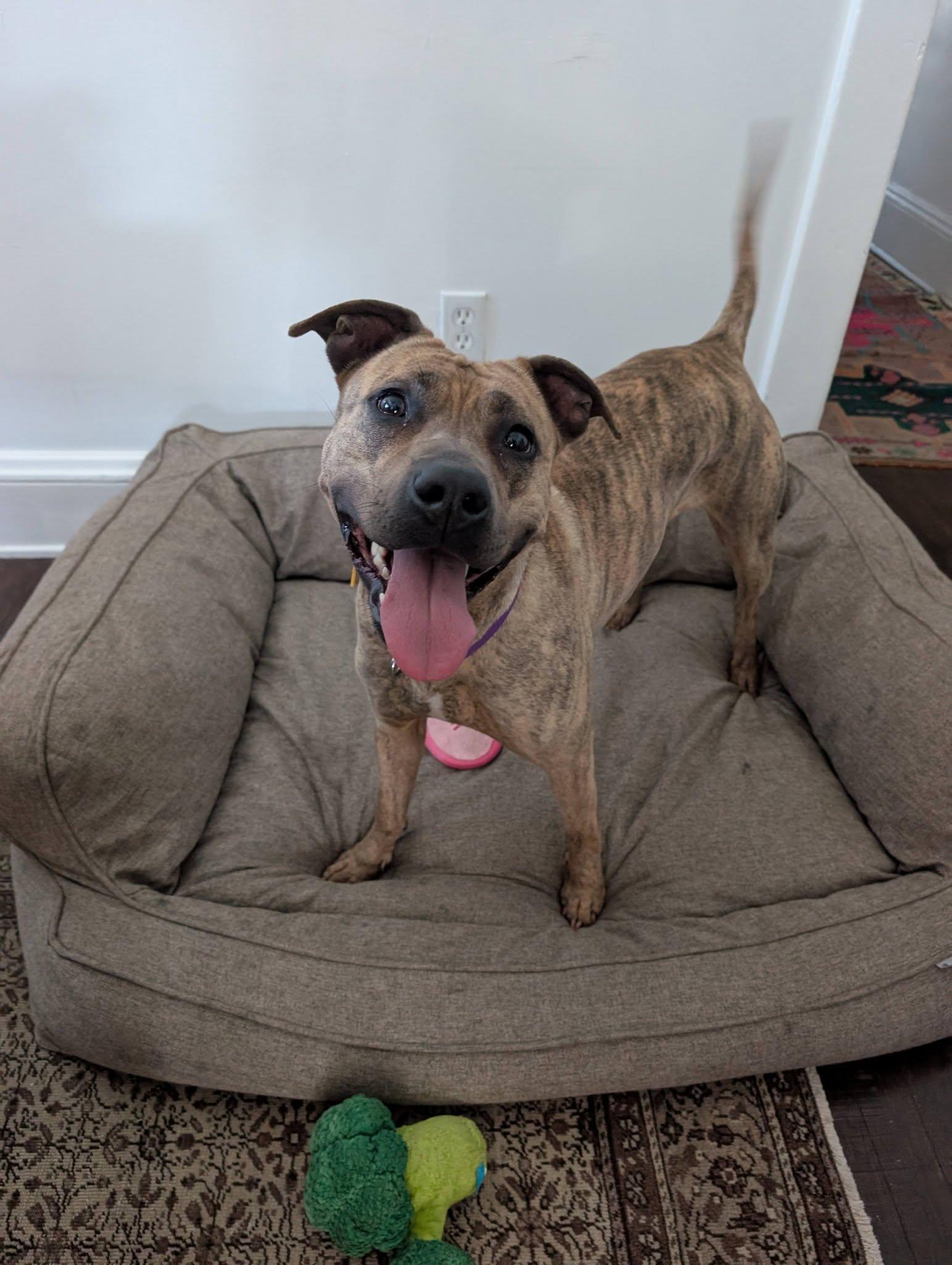 Enlarge Shelley, a Adoptable mixed breed in Cleveland, OH image 6/6