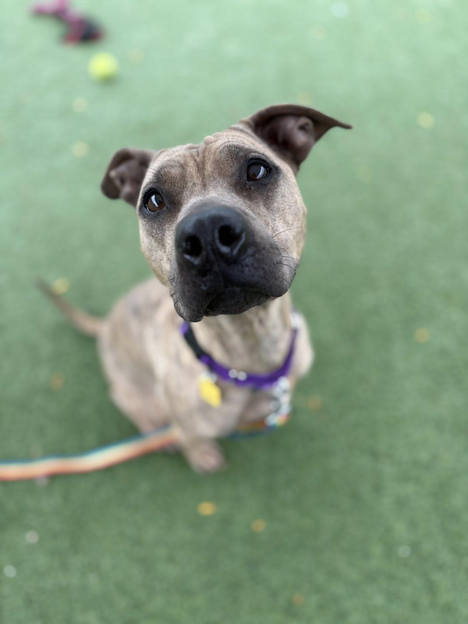 Shelley, a Adoptable mixed breed in Cleveland, OH image 5/6