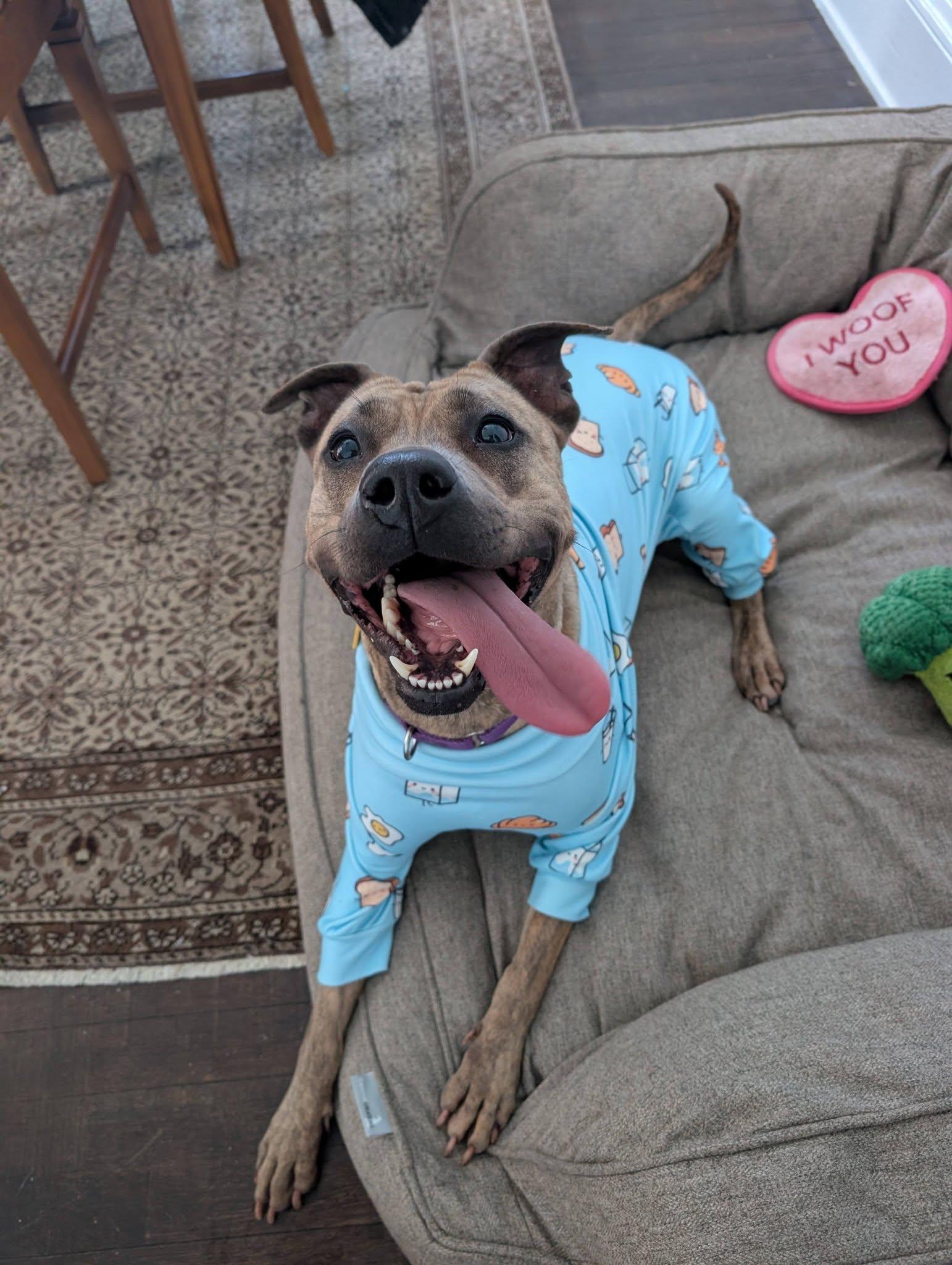 Enlarge Shelley, a Adoptable mixed breed in Cleveland, OH image 5/6