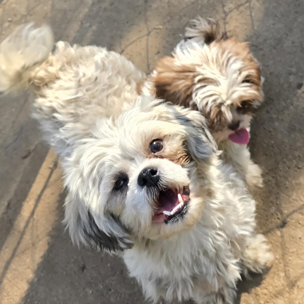 Enlarge Abigail, an adopted Shih Tzu in Athens, AL image 1/2