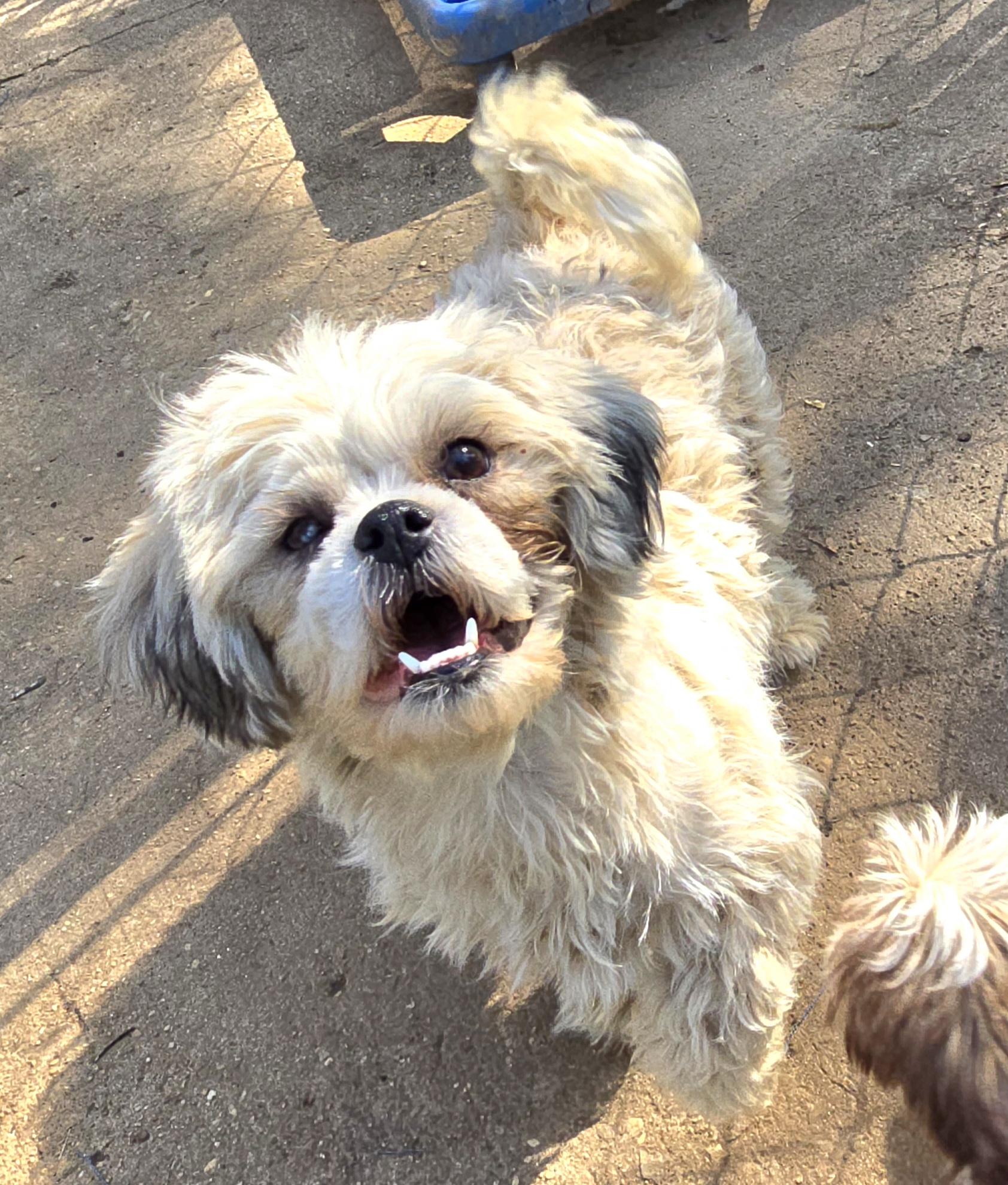 Enlarge Abigail, an adopted Shih Tzu in Athens, AL image 2/2