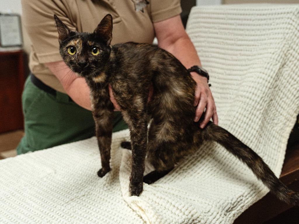 Enlarge Hazel, a Adoptable mixed breed in Mocksville, NC image 1/3