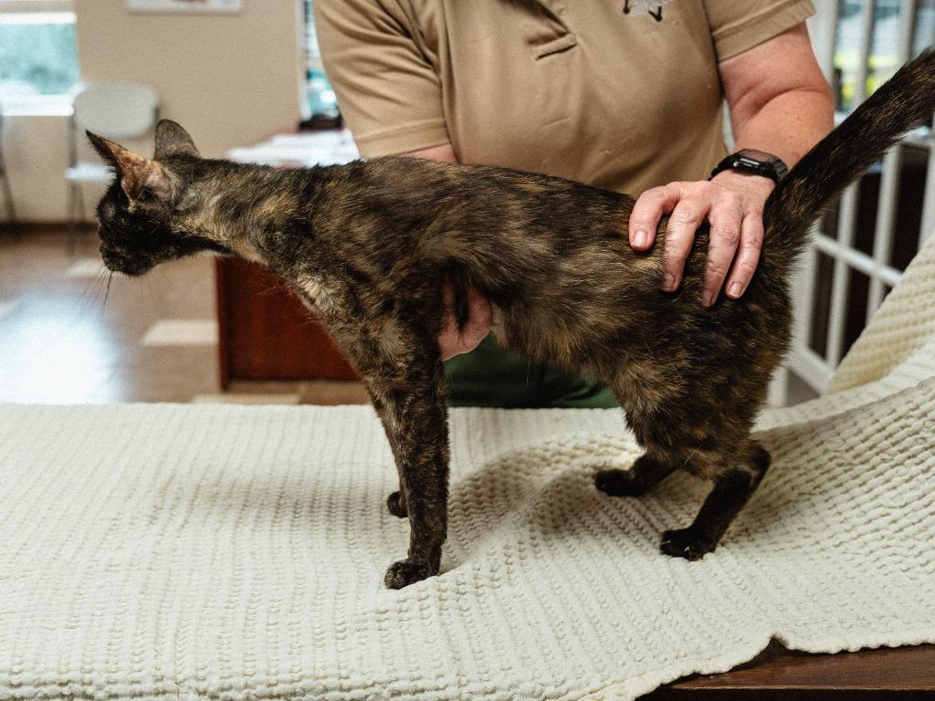 Enlarge Hazel, a Adoptable mixed breed in Mocksville, NC image 2/3