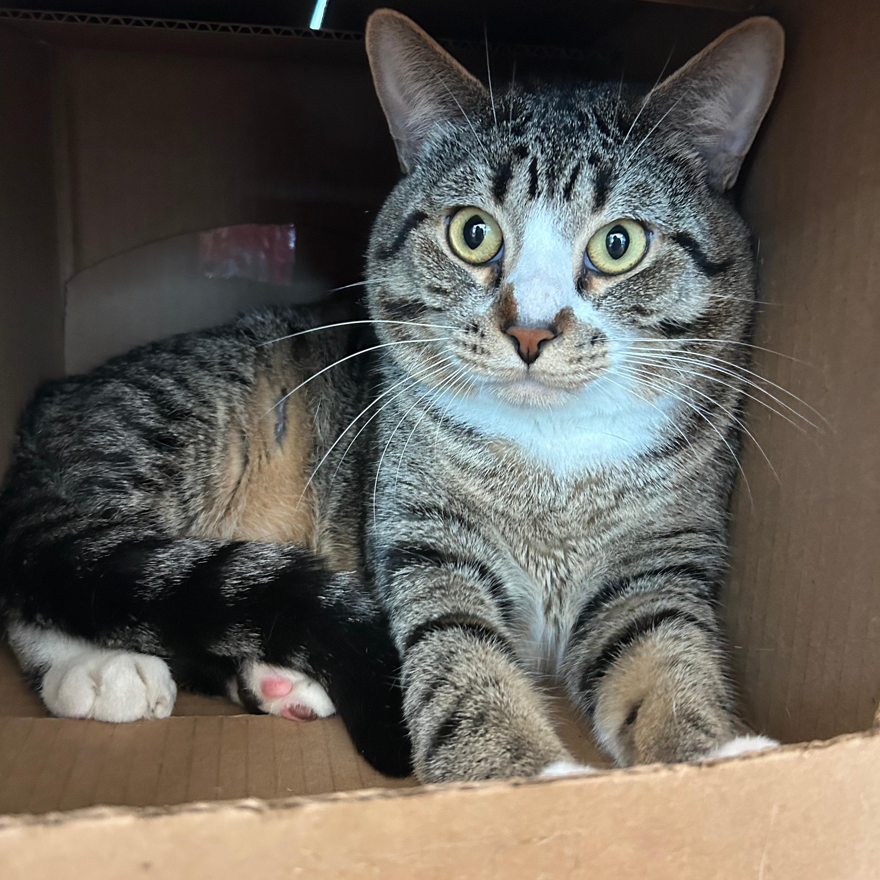 Rebel, Adoptable, Adult Male Domestic Short Hair.