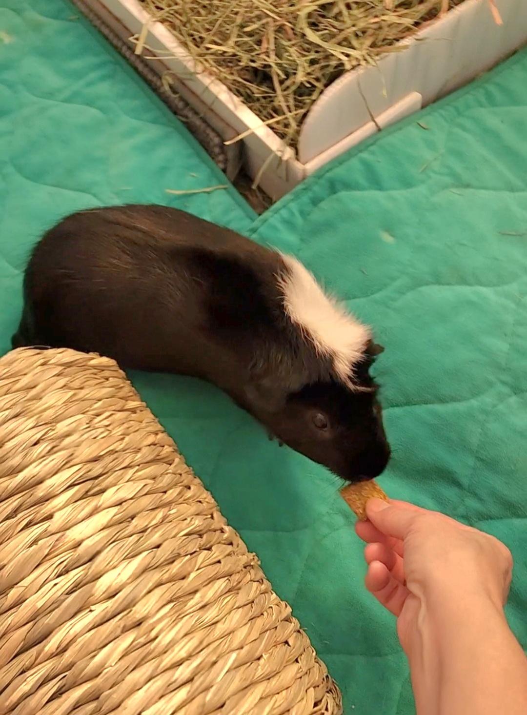 Enlarge Skunky, a Adoptable Guinea Pig in Tucson, AZ image 1/3