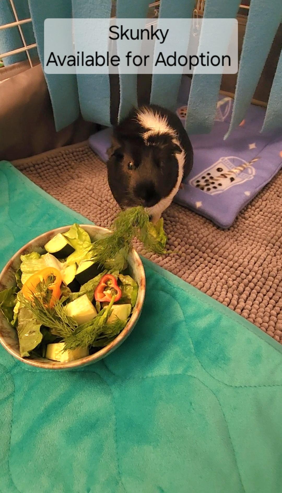 Enlarge Skunky, a Adoptable Guinea Pig in Tucson, AZ image 3/3