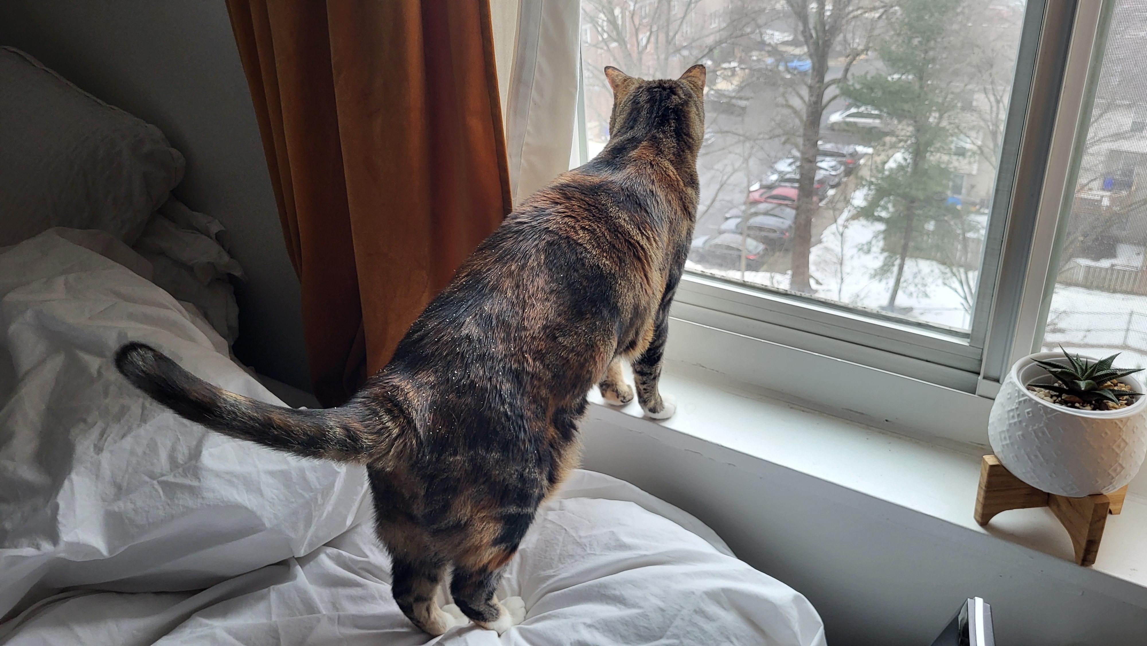 Enlarge Betty , a ADOPTABLE Domestic Short Hair in Fairfax, VA image 4/6