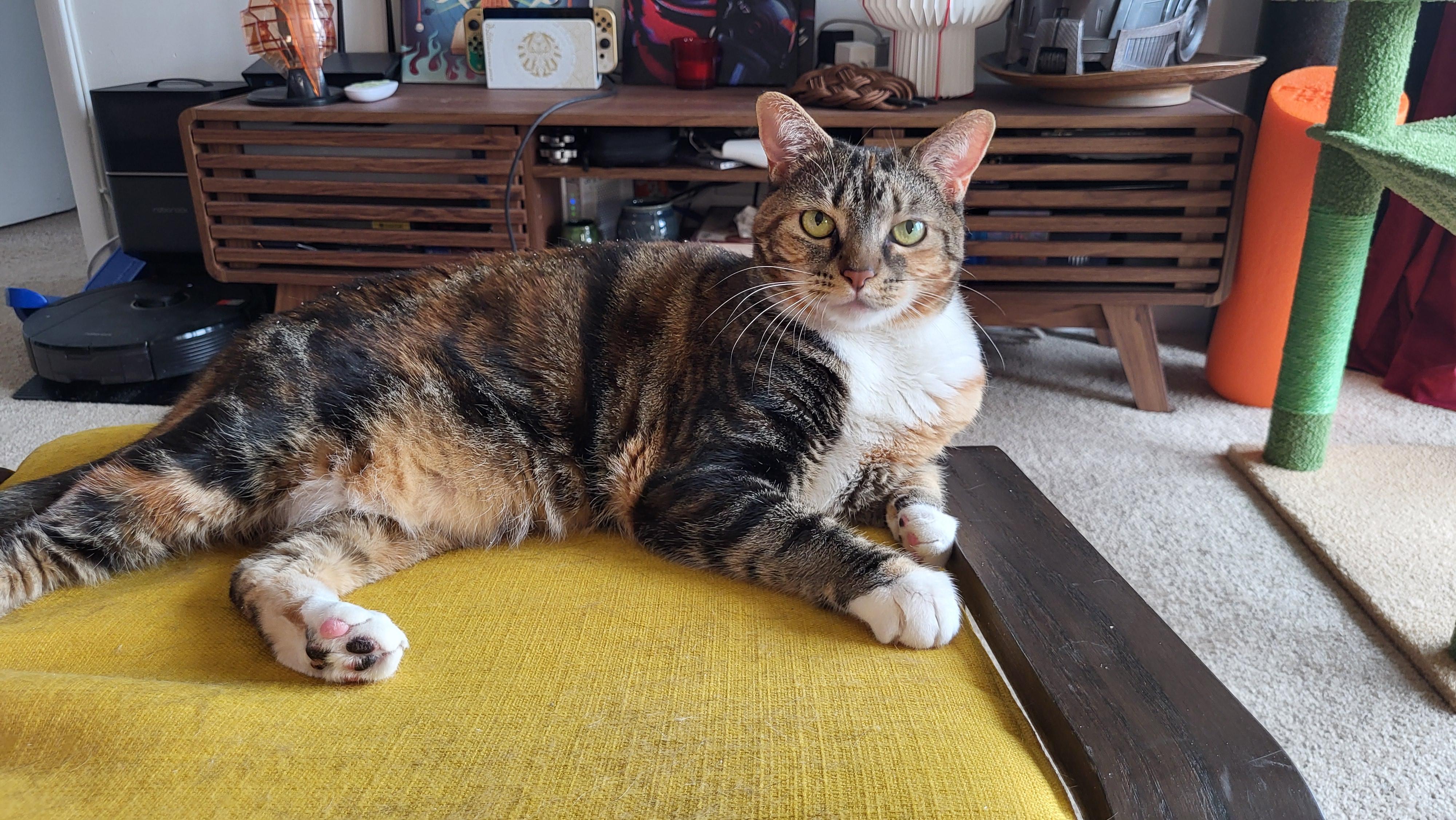 Betty , a ADOPTABLE Domestic Short Hair in Fairfax, VA image 6/6