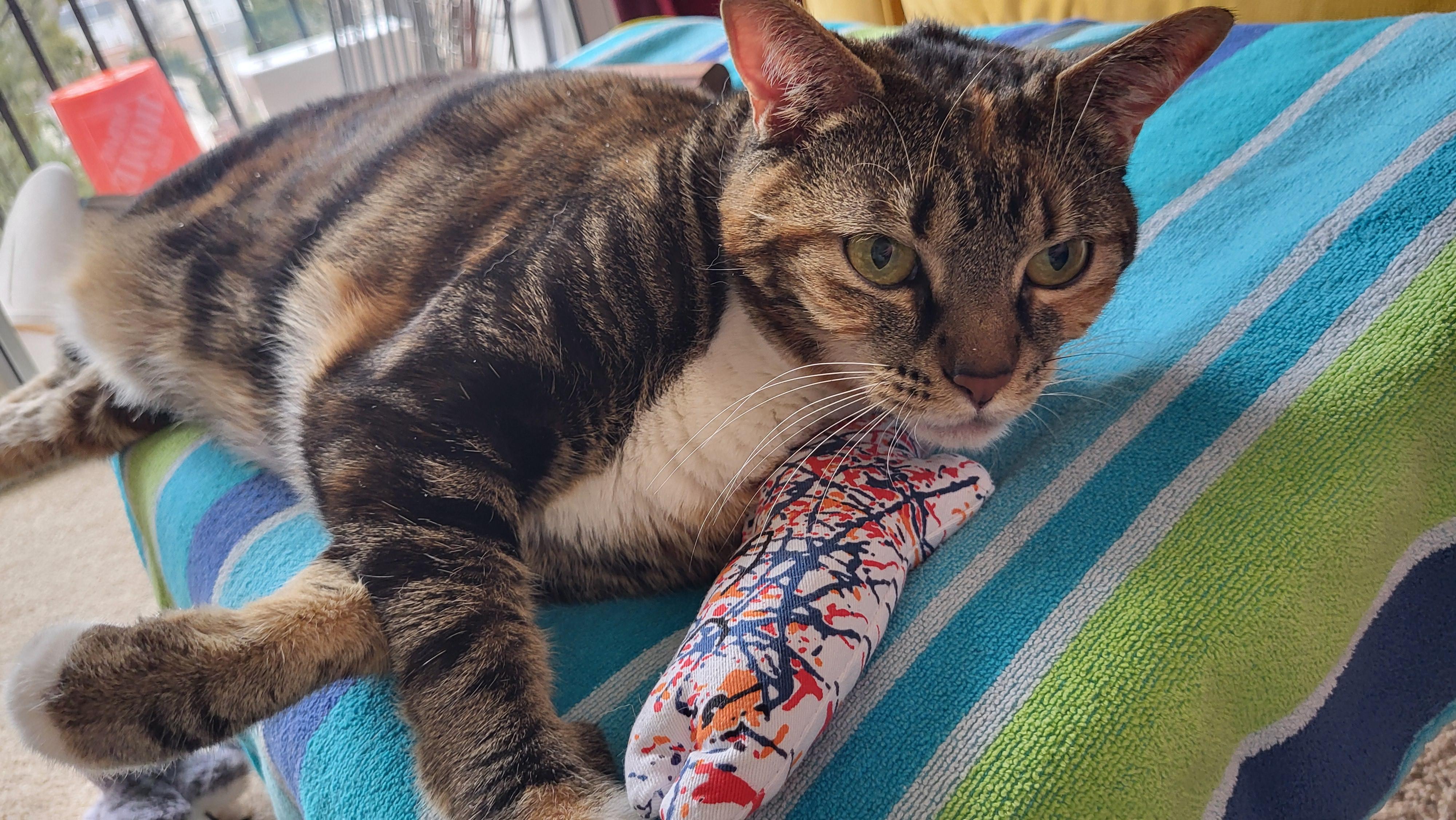 Enlarge Betty , a ADOPTABLE Domestic Short Hair in Fairfax, VA image 6/6