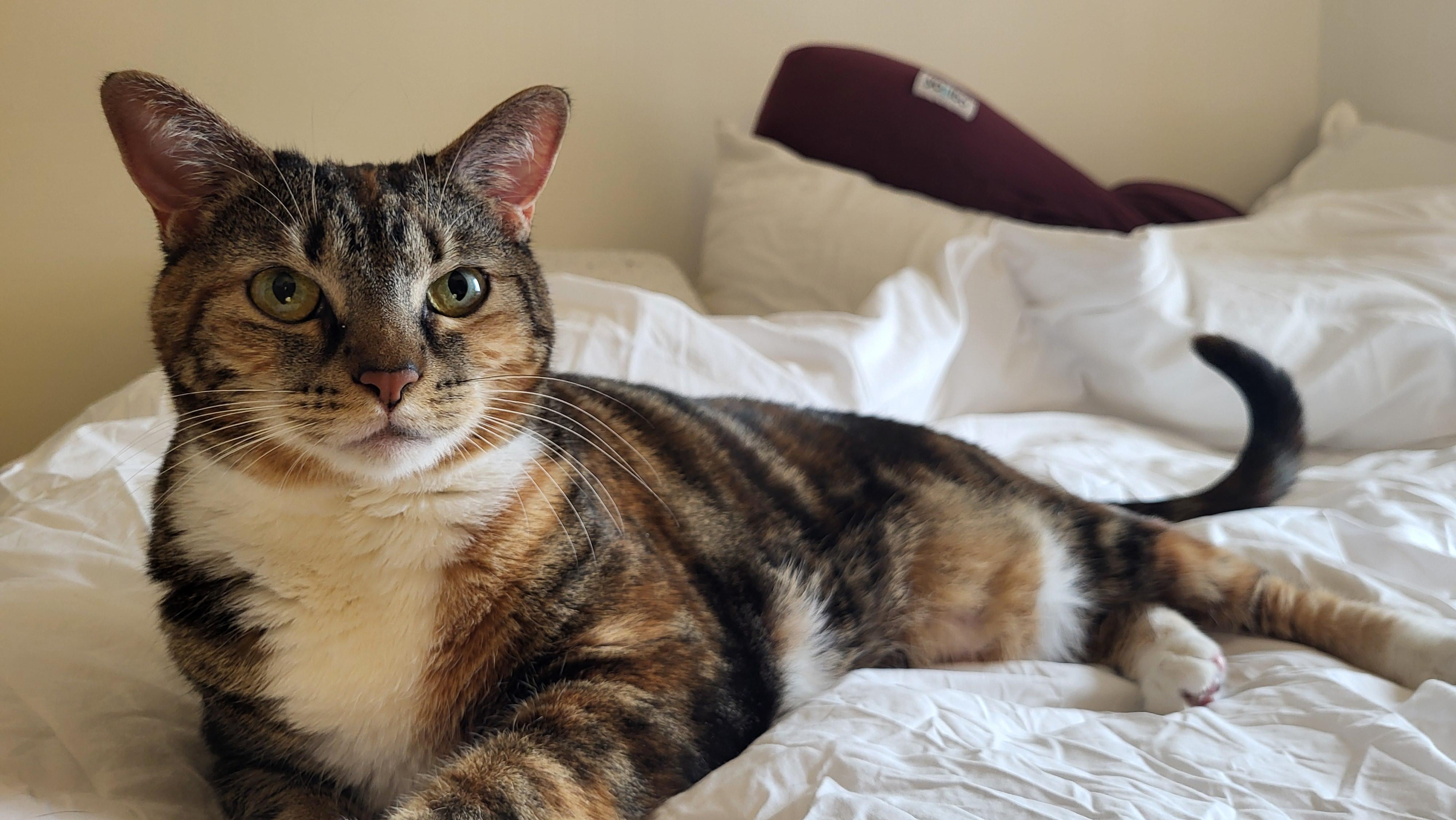 Enlarge Betty , a ADOPTABLE Domestic Short Hair in Fairfax, VA image 5/6