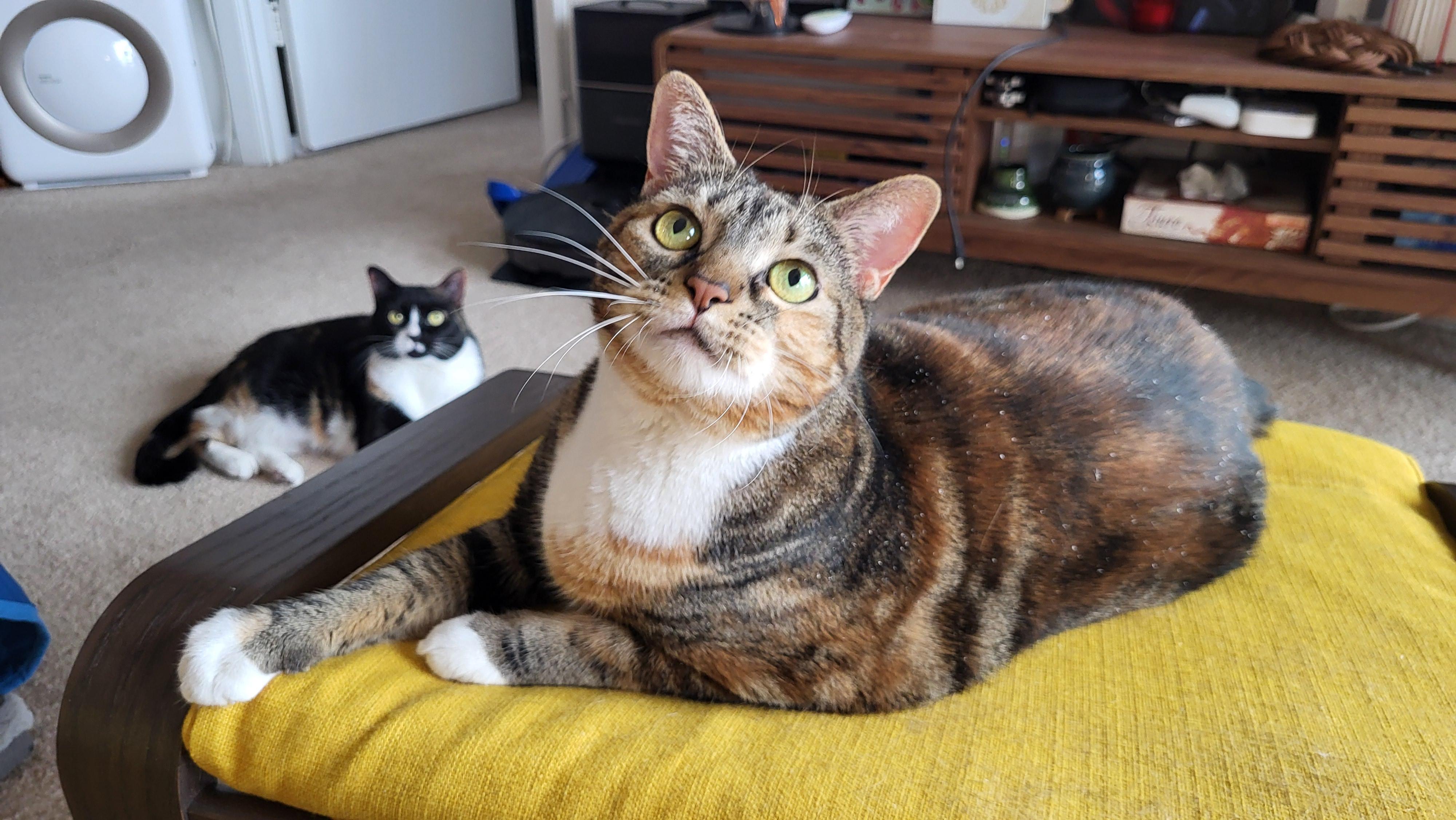 Betty , ADOPTABLE, Adult Female Domestic Short Hair.