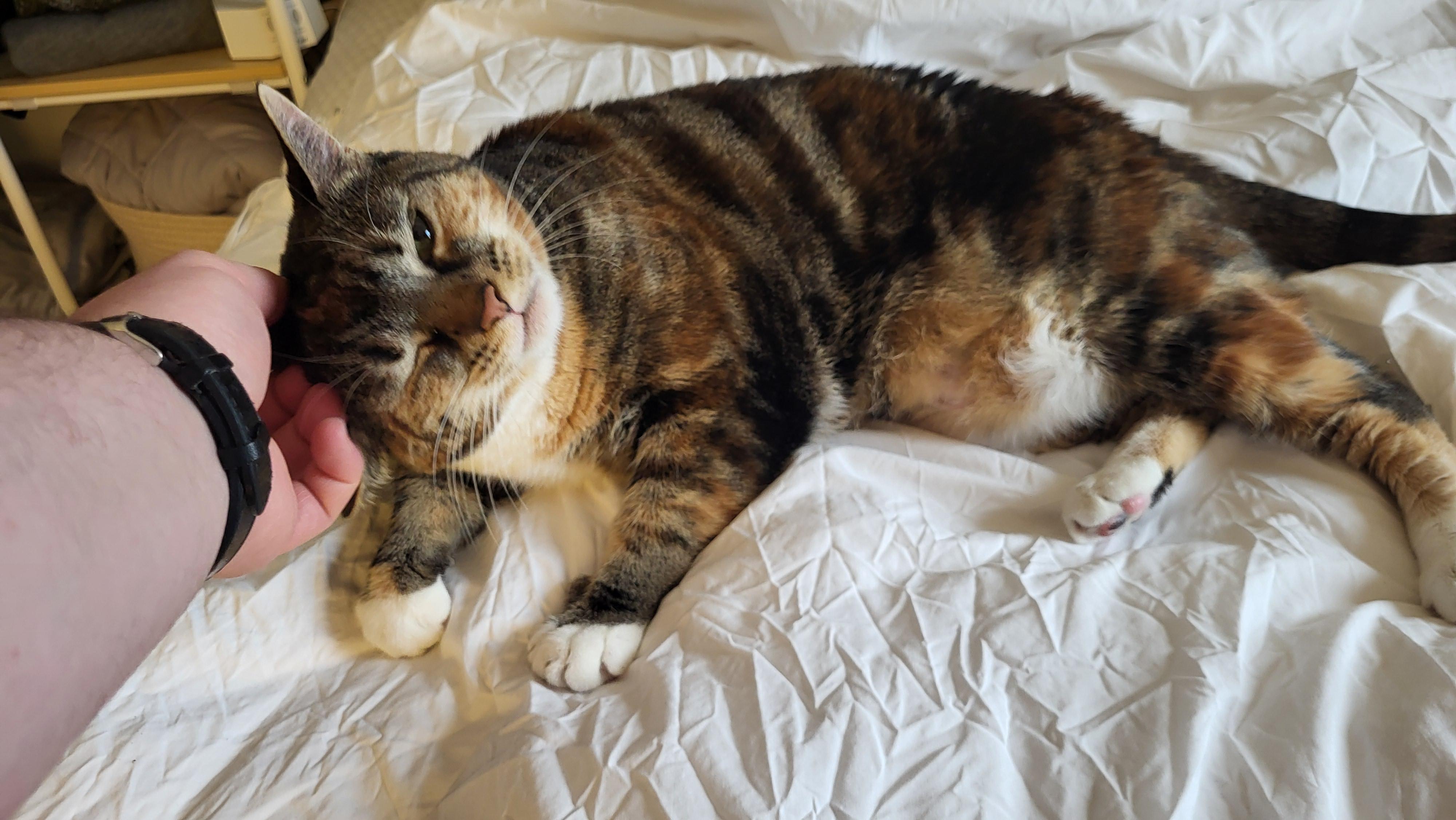 Enlarge Betty , a ADOPTABLE Domestic Short Hair in Fairfax, VA image 3/6