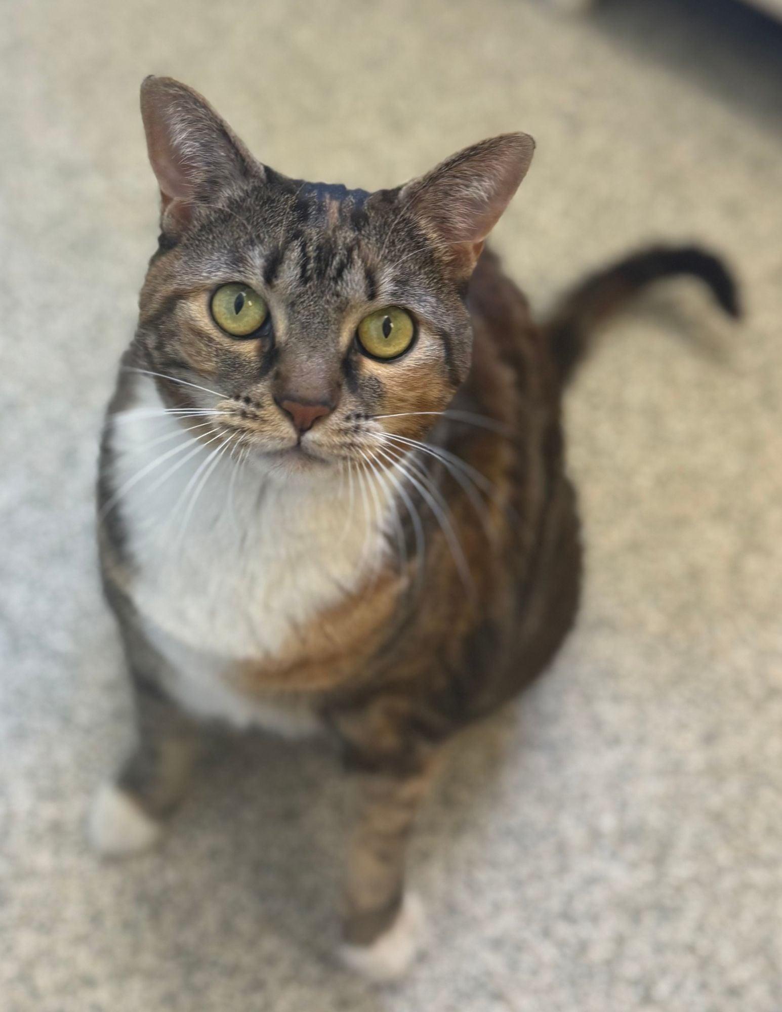 Enlarge Betty , a ADOPTABLE Domestic Short Hair in Fairfax, VA image 2/6