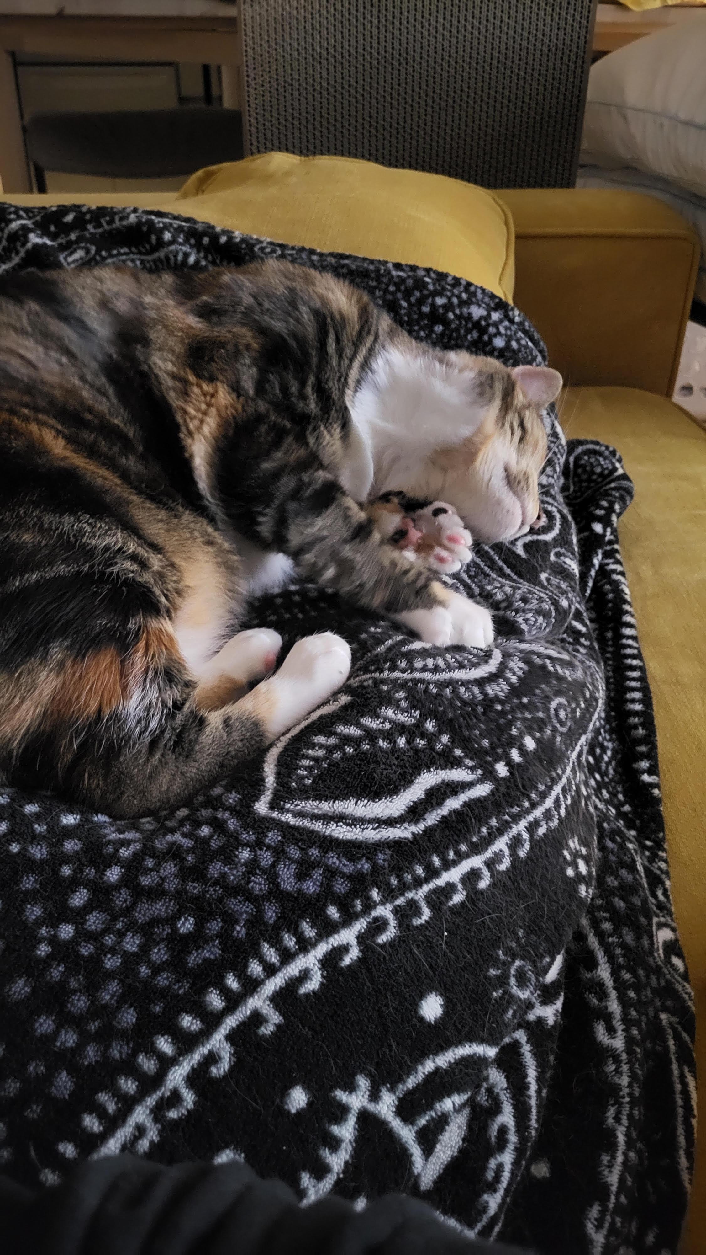 Betty , a ADOPTABLE Domestic Short Hair in Fairfax, VA image 6/6