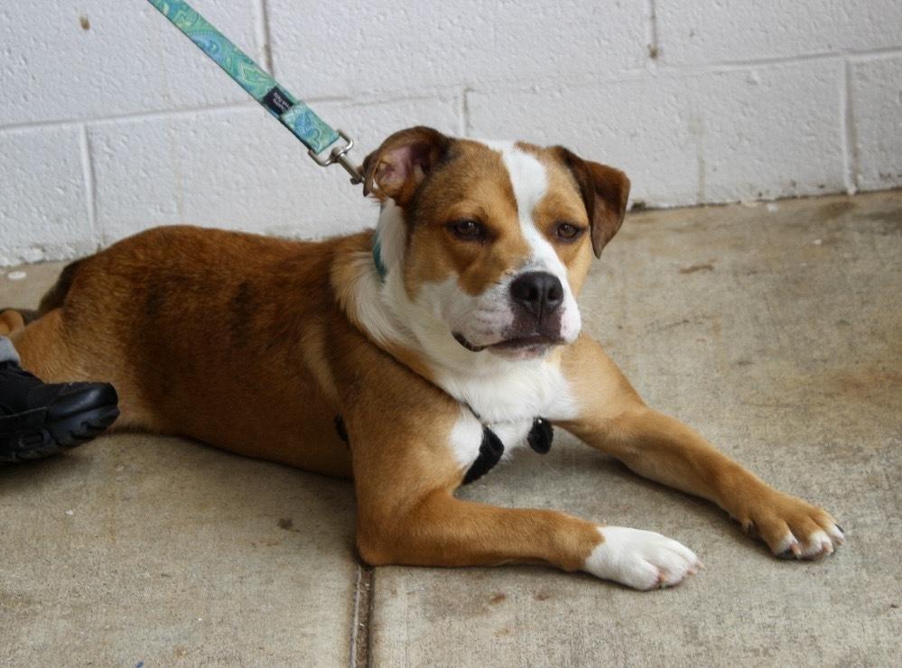 Enlarge Apollo, a Adoptable mixed breed in Tulsa, OK image 3/4