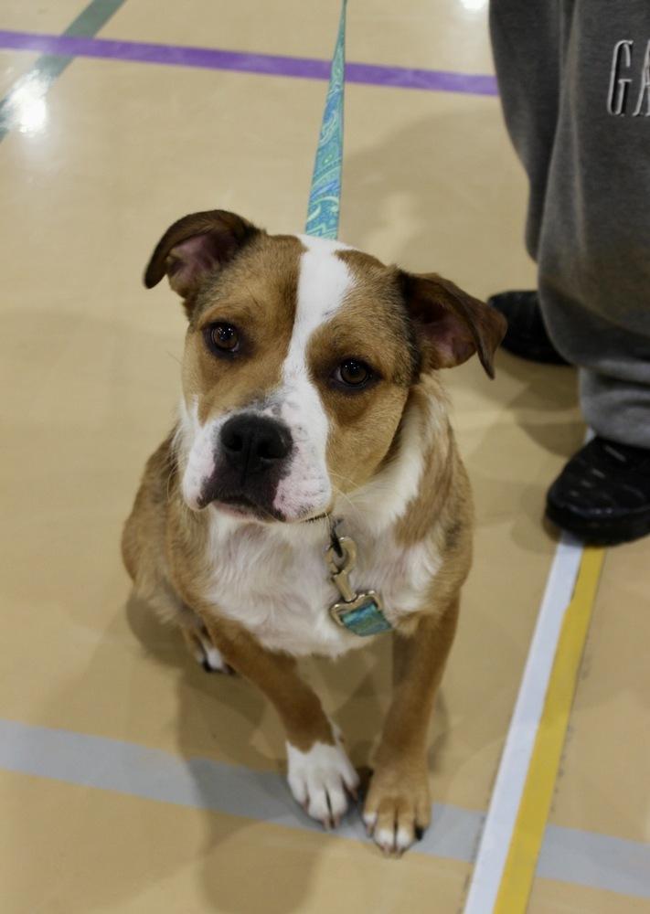 Enlarge Apollo, a Adoptable mixed breed in Tulsa, OK image 4/4