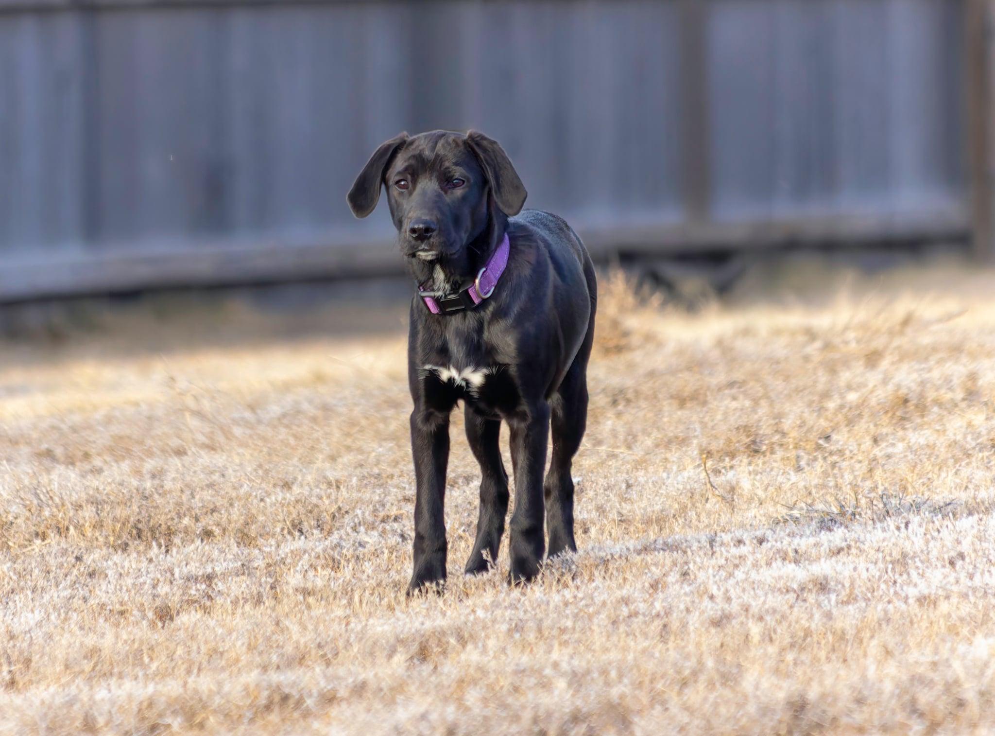 Enlarge West, an adopted mixed breed in Pierre, SD image 2/4