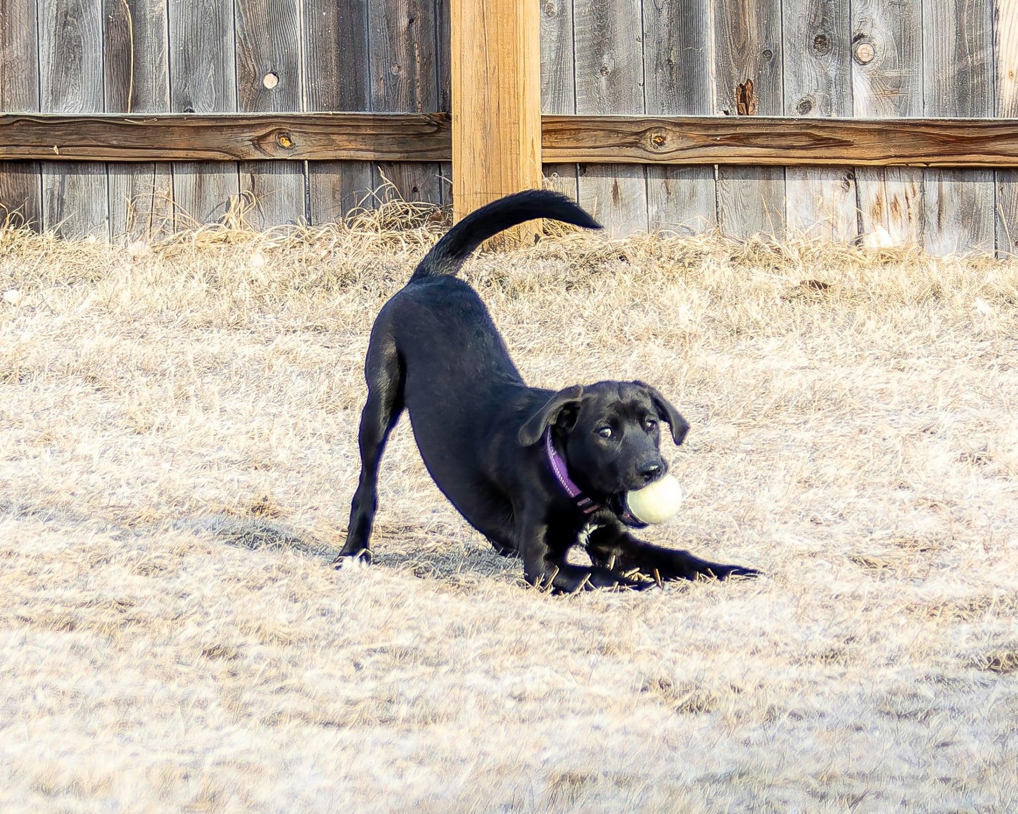 Enlarge West, an adopted mixed breed in Pierre, SD image 3/4