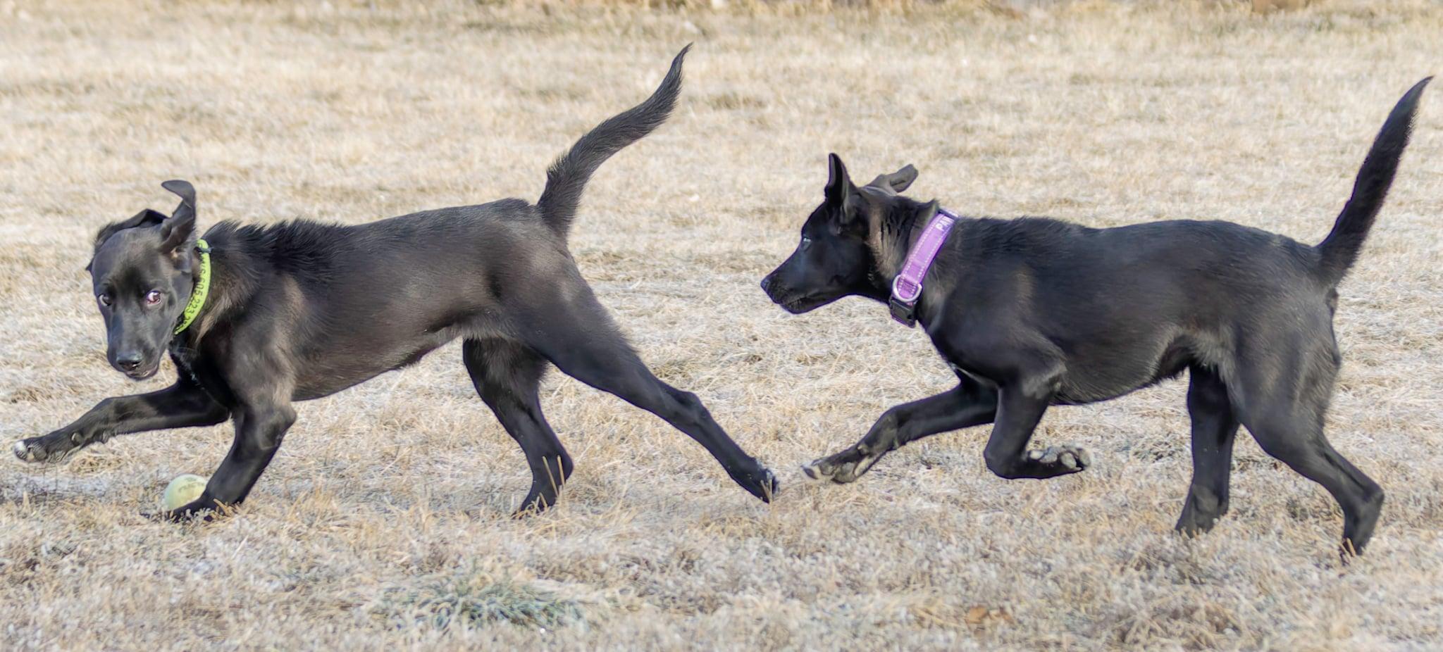Enlarge West, an adopted mixed breed in Pierre, SD image 4/4
