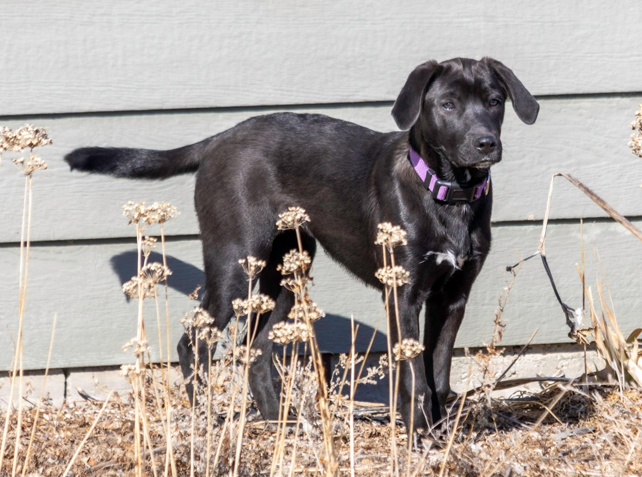 Enlarge West, an adopted mixed breed in Pierre, SD image 1/4