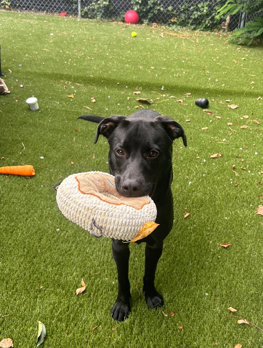 Sadie, a ADOPTABLE mixed breed in Plymouth, MA image 2/5