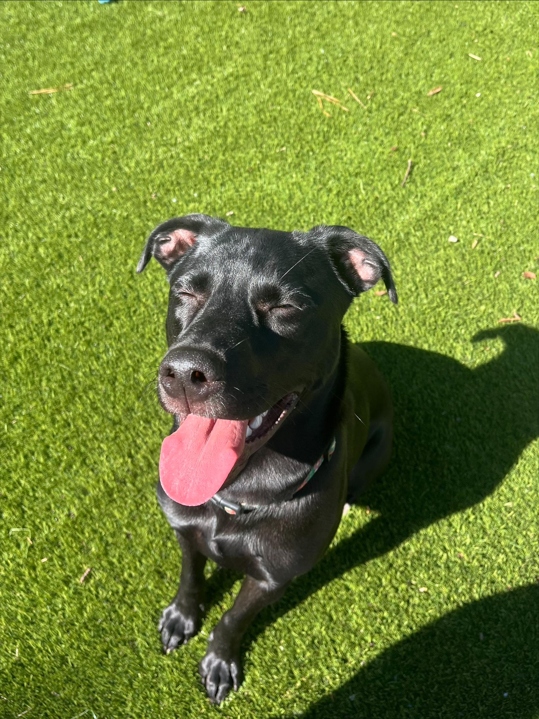 Sadie, ADOPTABLE, Young Female Black Labrador Retriever.