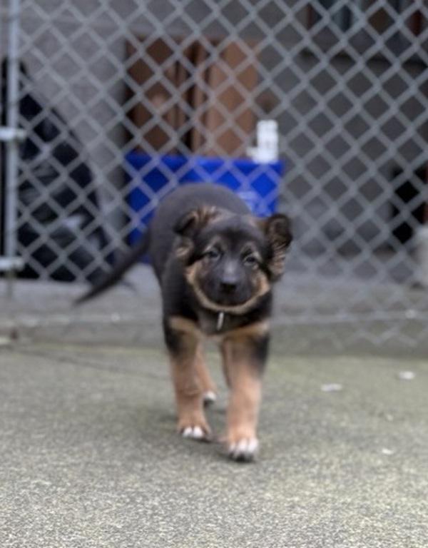 Opal, Adoptable, Puppy Female German Shepherd Dog.