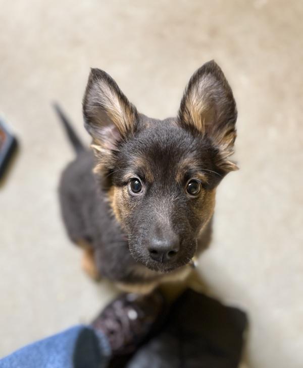 Enlarge Opal, a Adoptable mixed breed in Comox, BC image 2/6