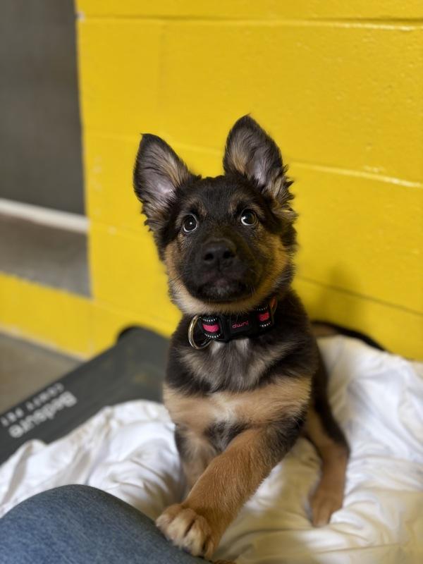 Enlarge Opal, a Adoptable mixed breed in Comox, BC image 4/6