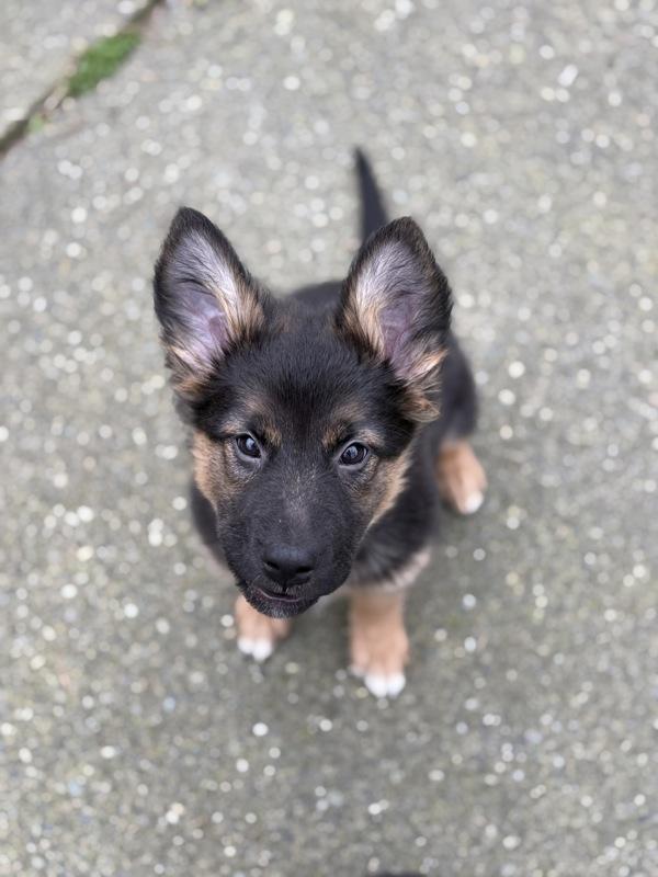 Enlarge Opal, a Adoptable mixed breed in Comox, BC image 6/6