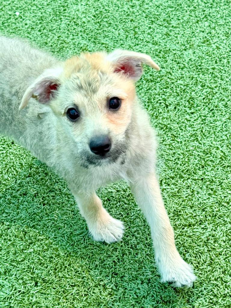 Enlarge Hops, a Adoptable mixed breed in Cape Coral, FL image 1/1