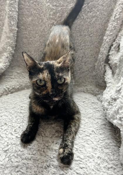 Enlarge Zola, a Adoptable Domestic Short Hair in Encinitas, CA image 1/3