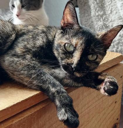 Enlarge Zola, a Adoptable Domestic Short Hair in Encinitas, CA image 2/3