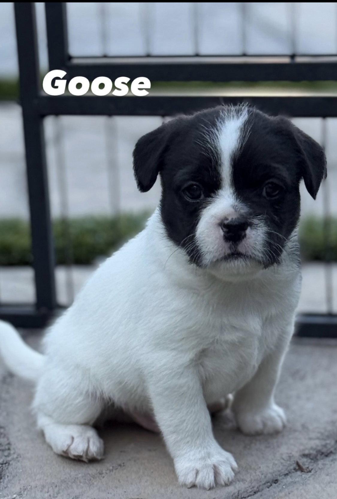Goose, Adoptable, Puppy Male French Bulldog.
