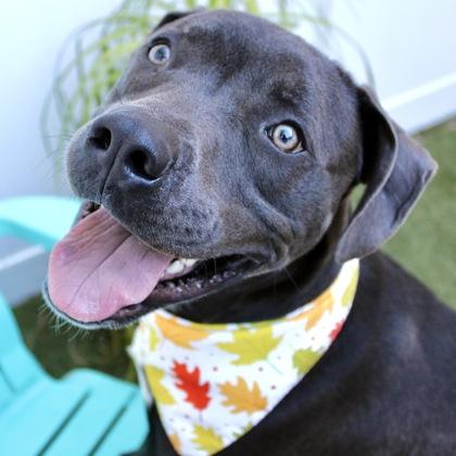 Enlarge Kane, a Adoptable mixed breed in Largo, FL image 1/1