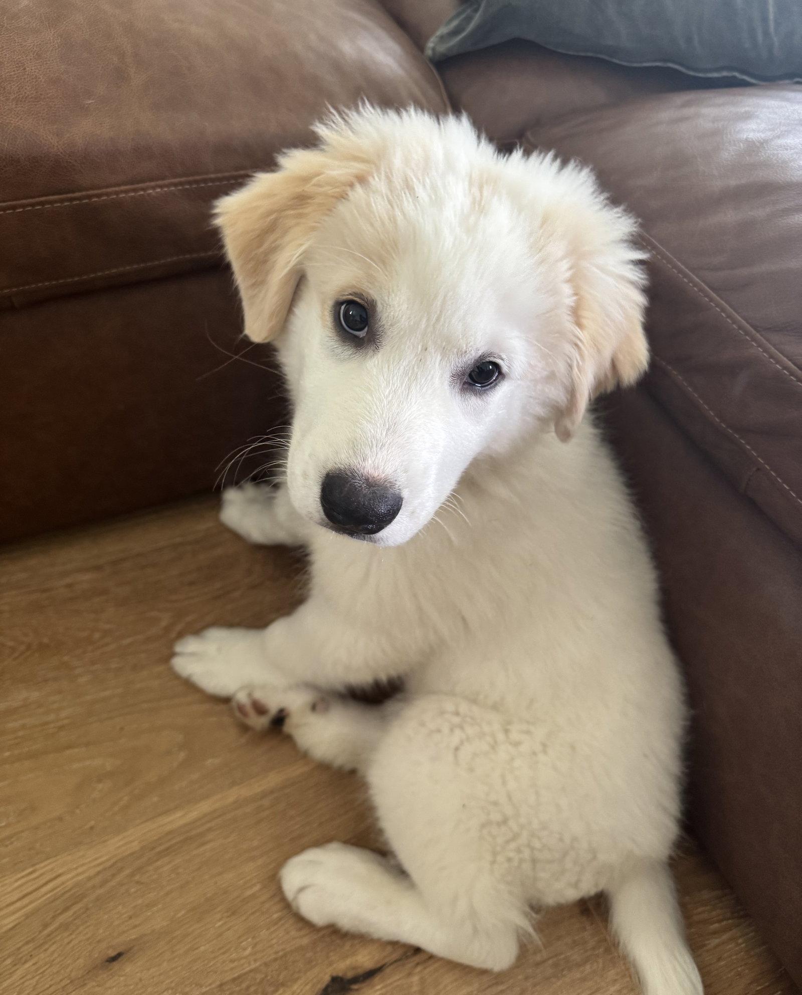Pearl, Adoptable, Puppy Female Great Pyrenees.