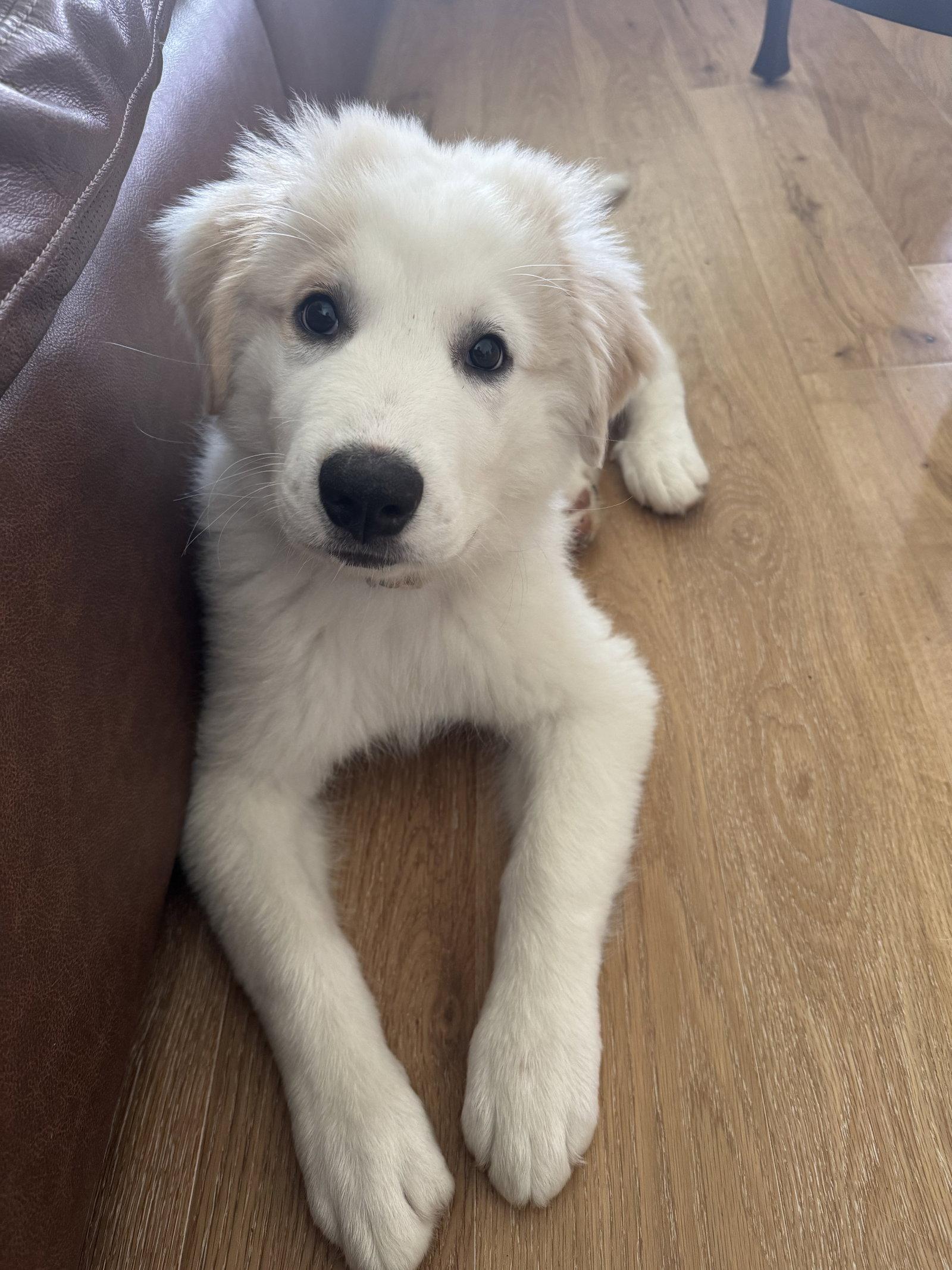 Pearl, a Adoptable Great Pyrenees in Garland, TX image 3/3