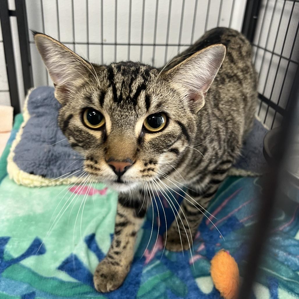 Enlarge Andy , an adopted Domestic Short Hair in Crookston, MN image 1/2