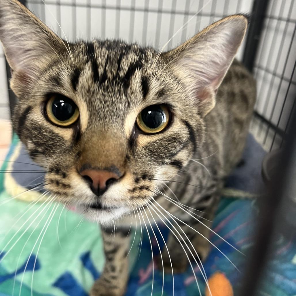 Enlarge Andy , an adopted Domestic Short Hair in Crookston, MN image 2/2