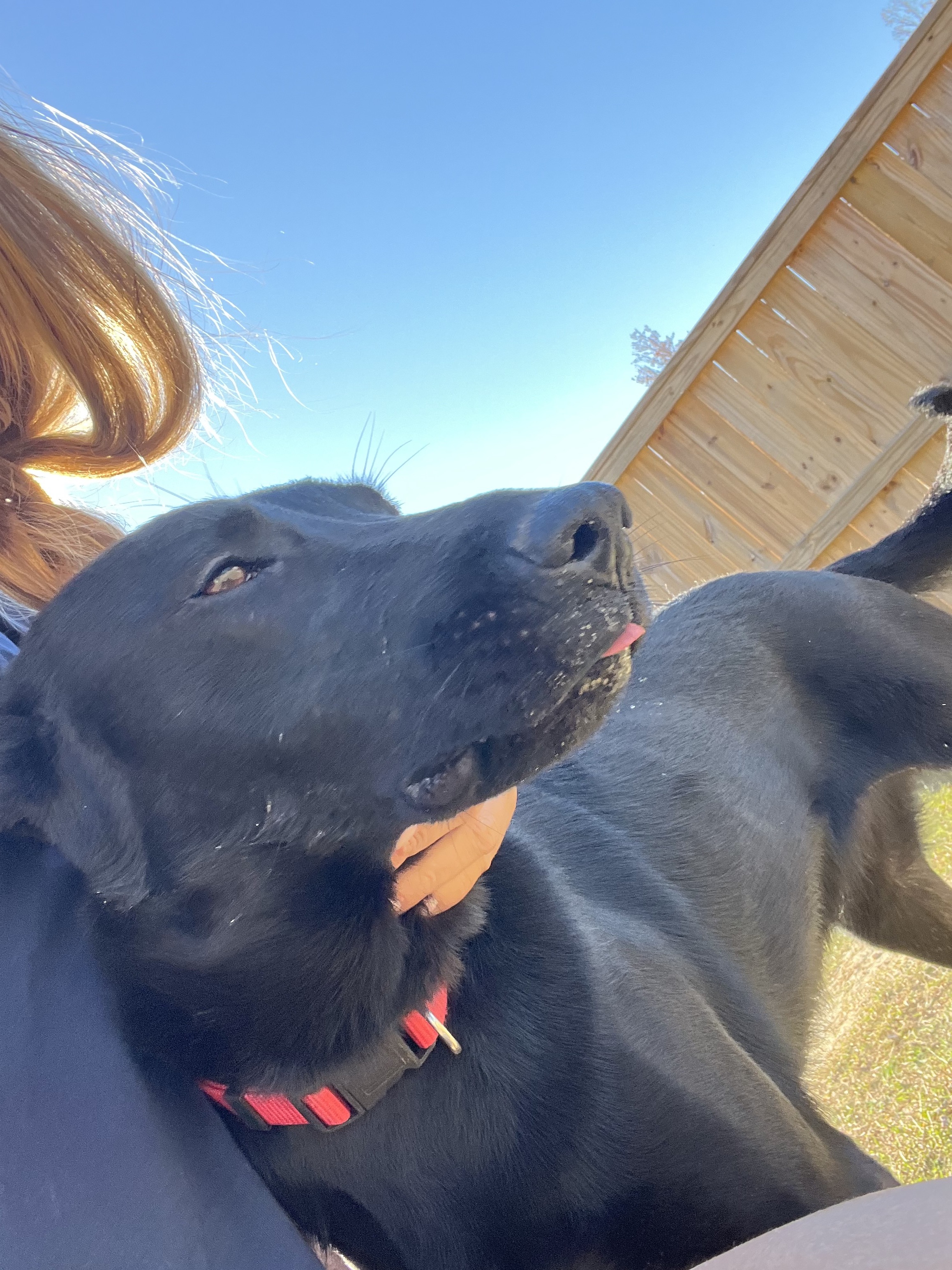 Tilley- a special girl looking for a special family!, Adult Female German Shepherd Dog