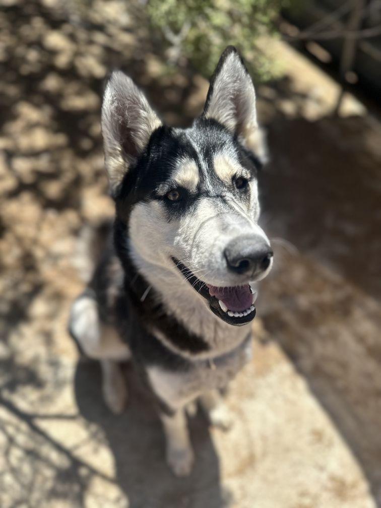 Aspen a really good husky girl, ADOPTABLE, Young Female Husky & Siberian Husky.