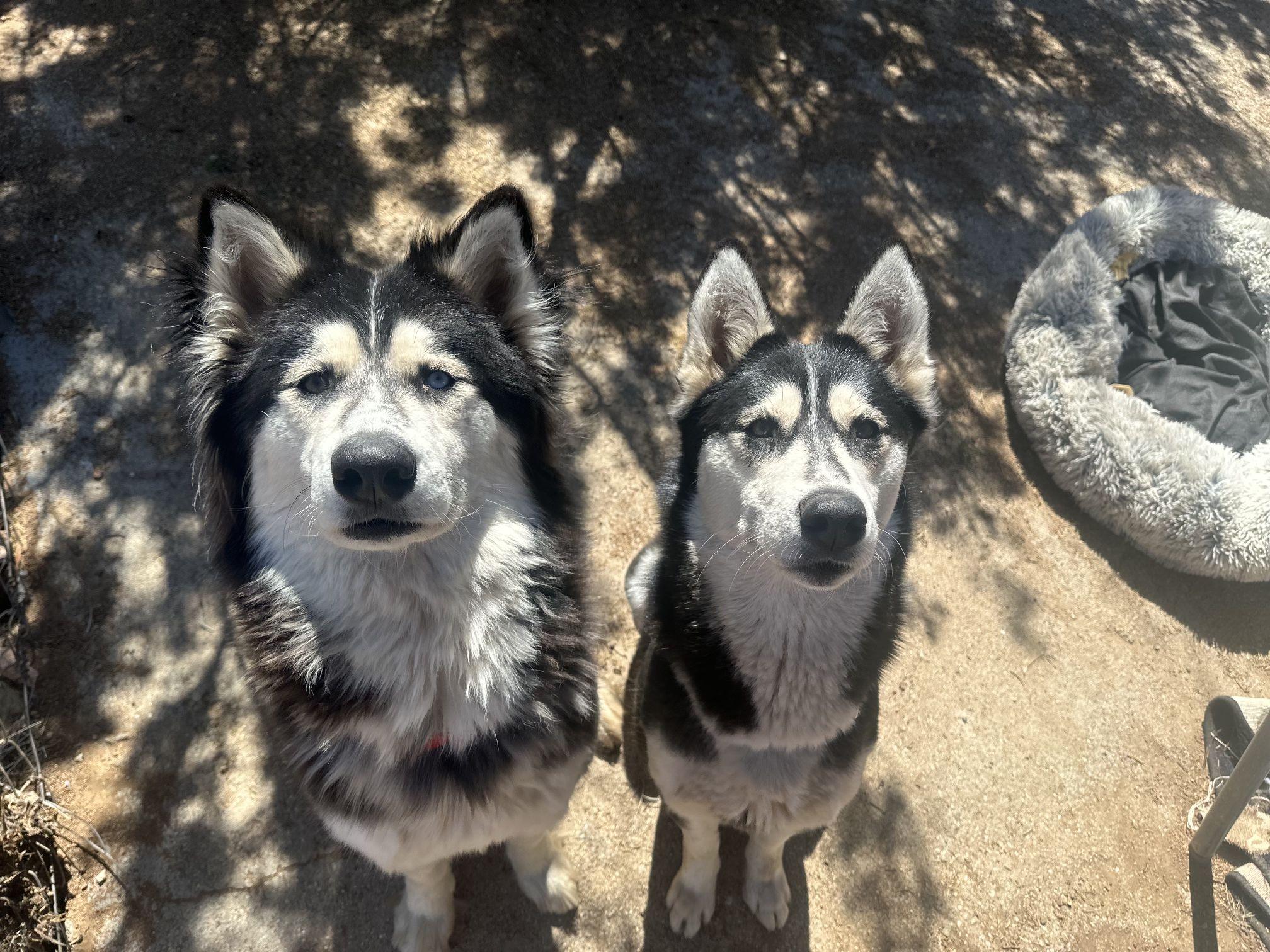 Aspen a really good husky girl, a ADOPTABLE mixed breed in Studio City, CA image 3/3