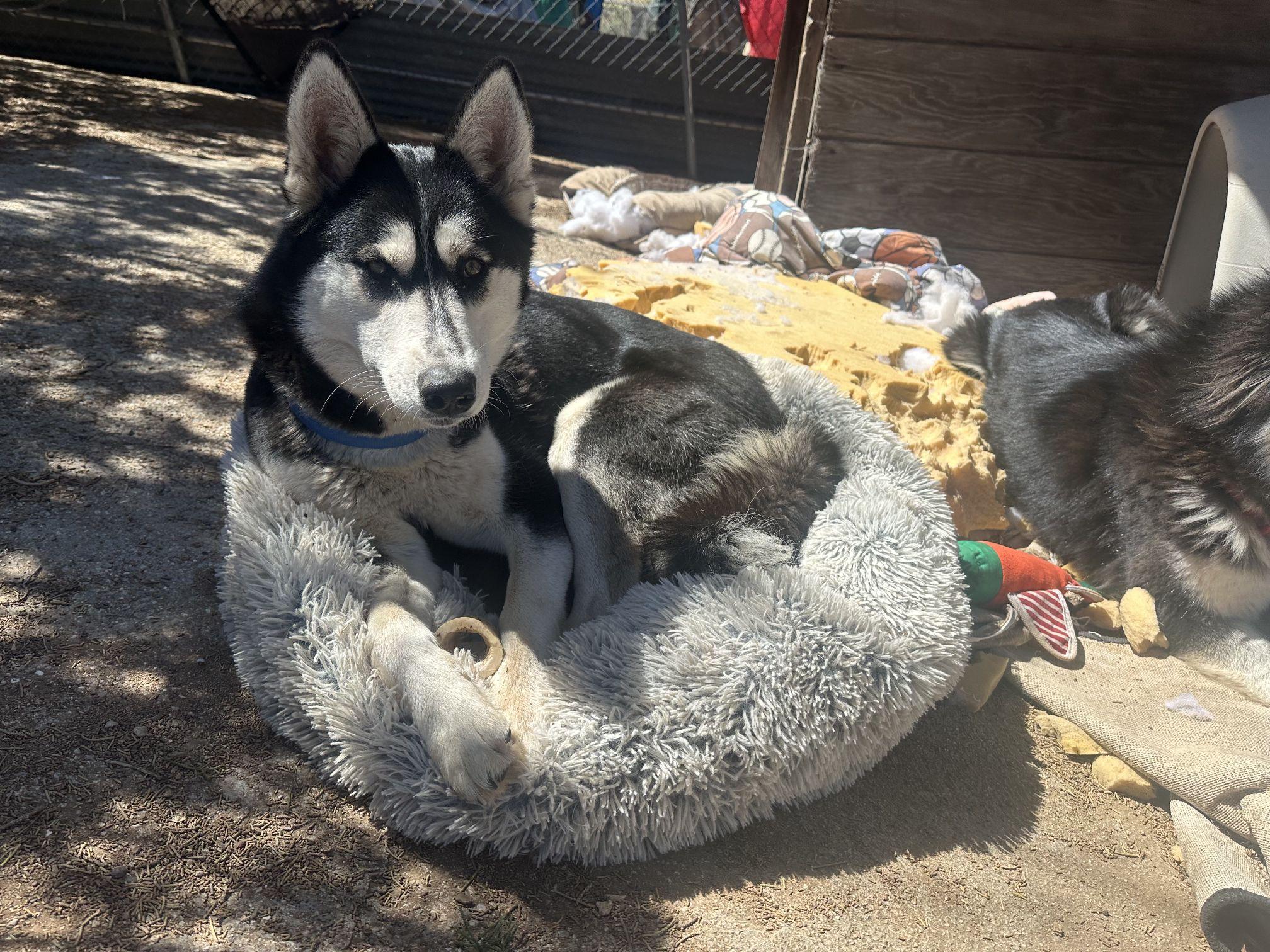 Aspen a really good husky girl, a ADOPTABLE mixed breed in Studio City, CA image 2/3