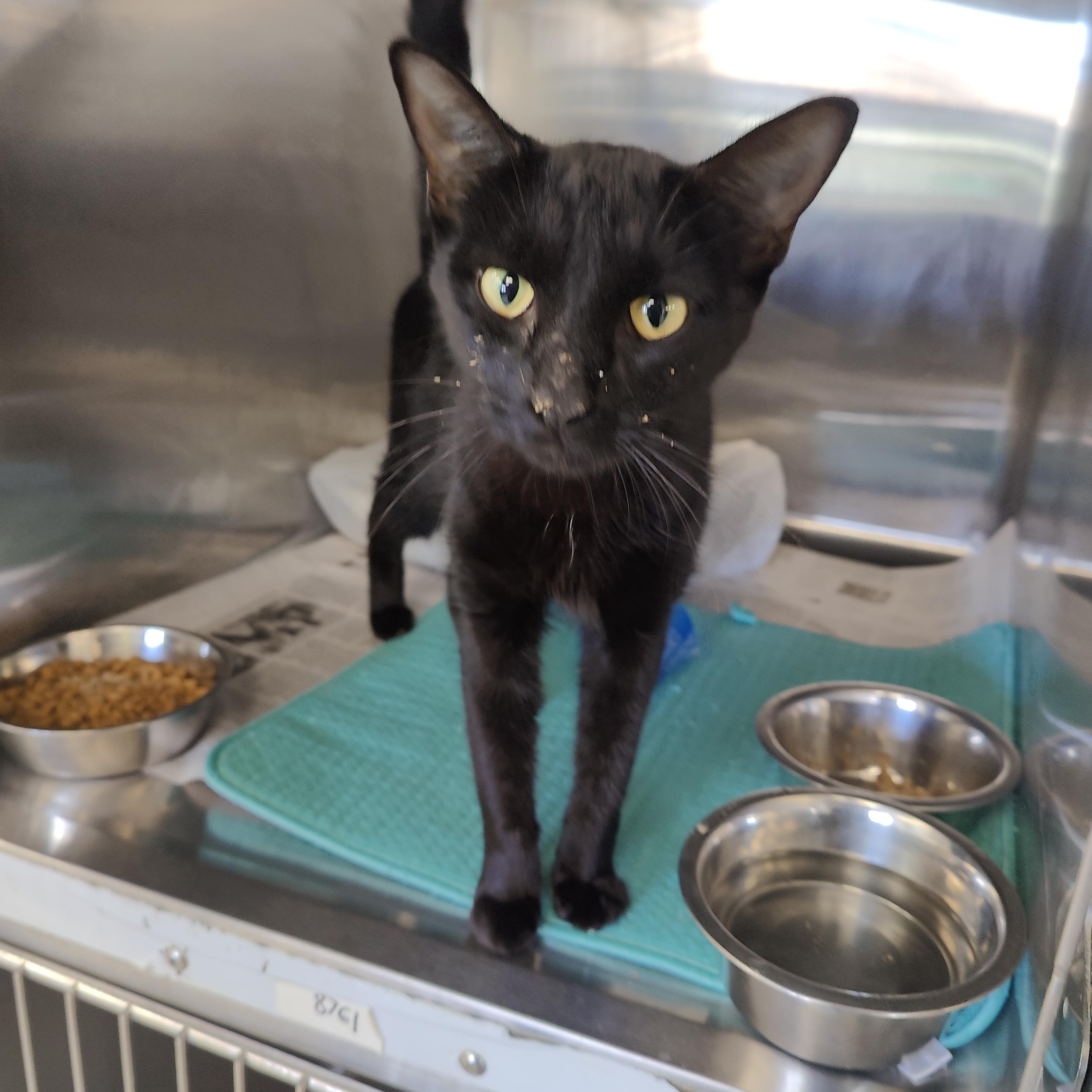 Enlarge Wilma, a Adopted Domestic Short Hair in Jersey city, NJ image 1/1