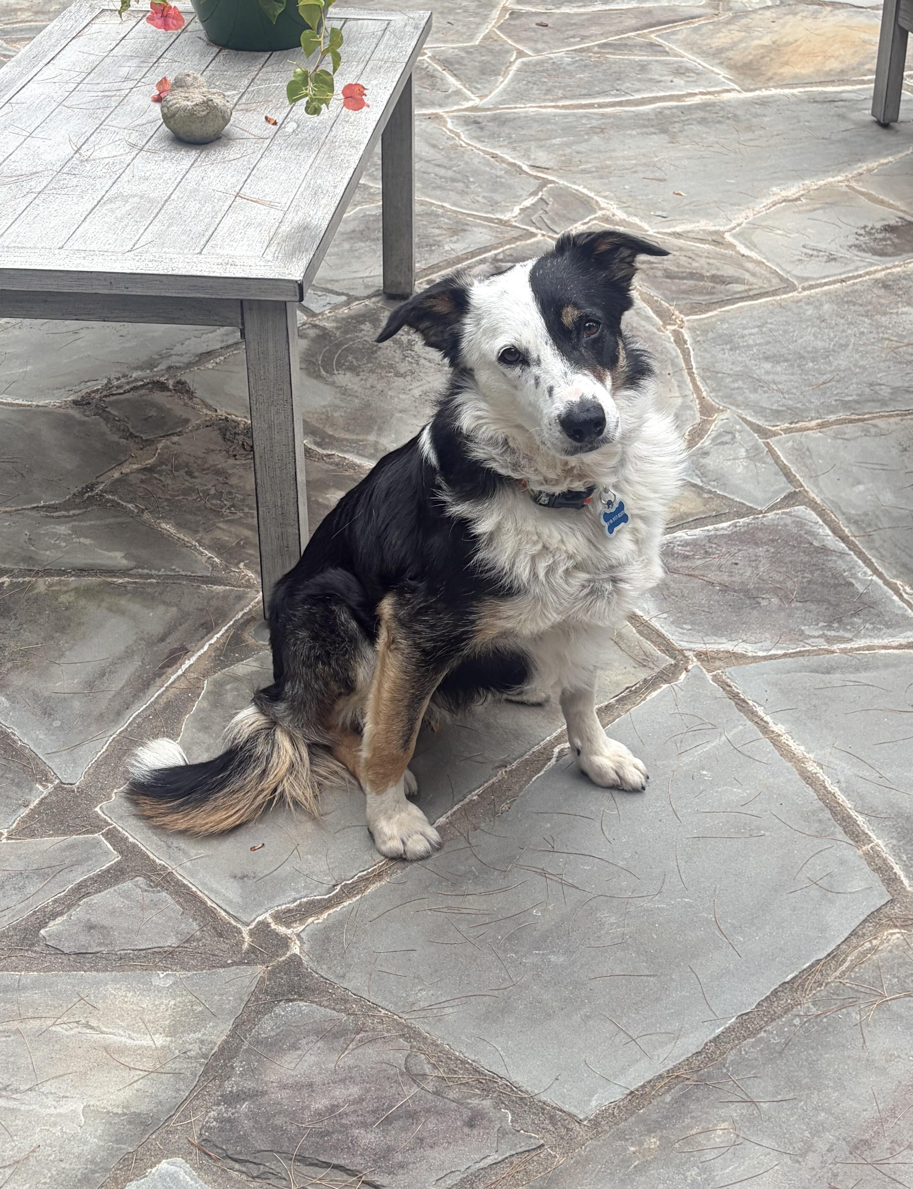 Enlarge BRODIE, a Adoptable Border Collie in Biltmore Forest, NC image 2/6