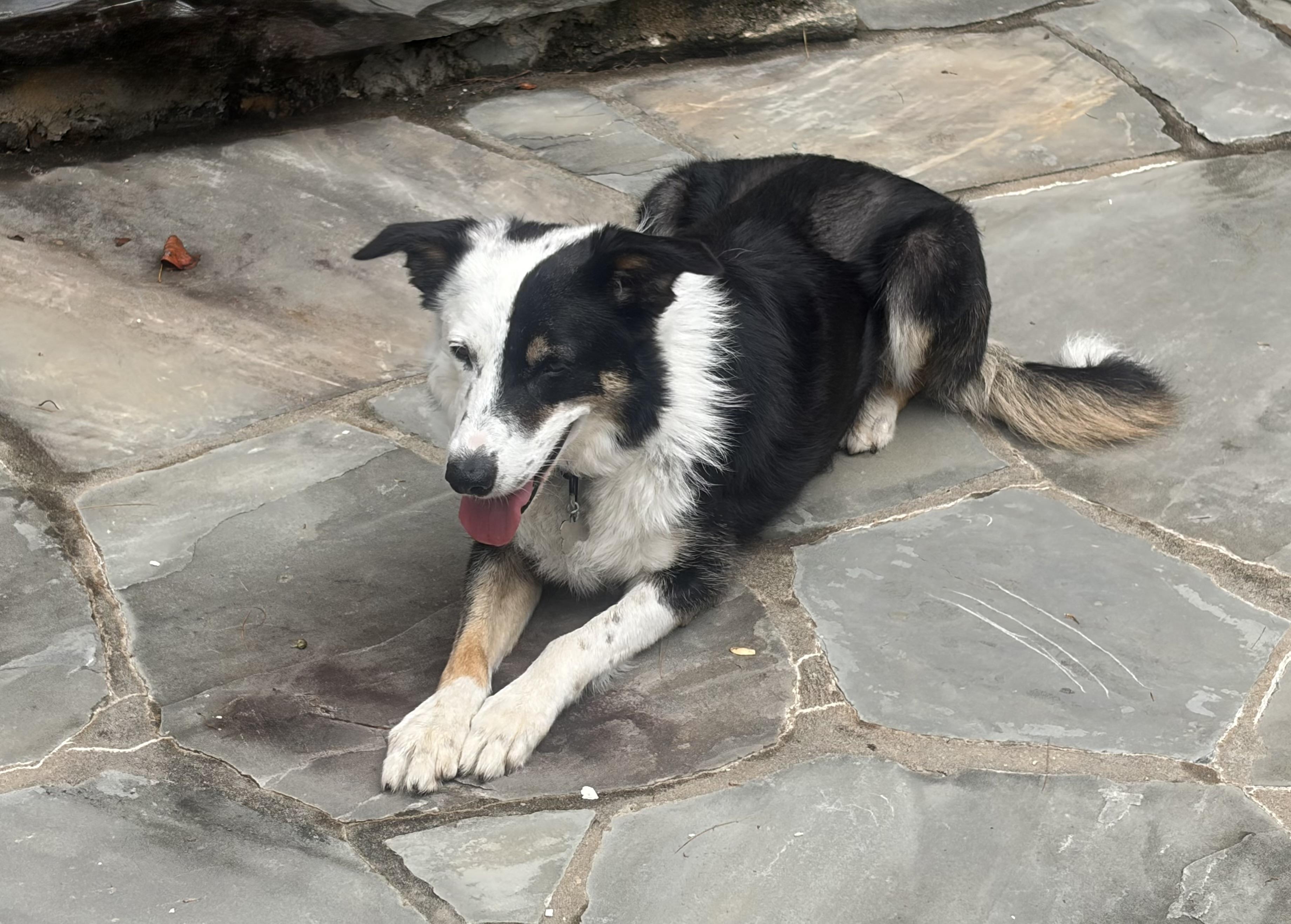 Enlarge BRODIE, a Adoptable Border Collie in Biltmore Forest, NC image 1/6