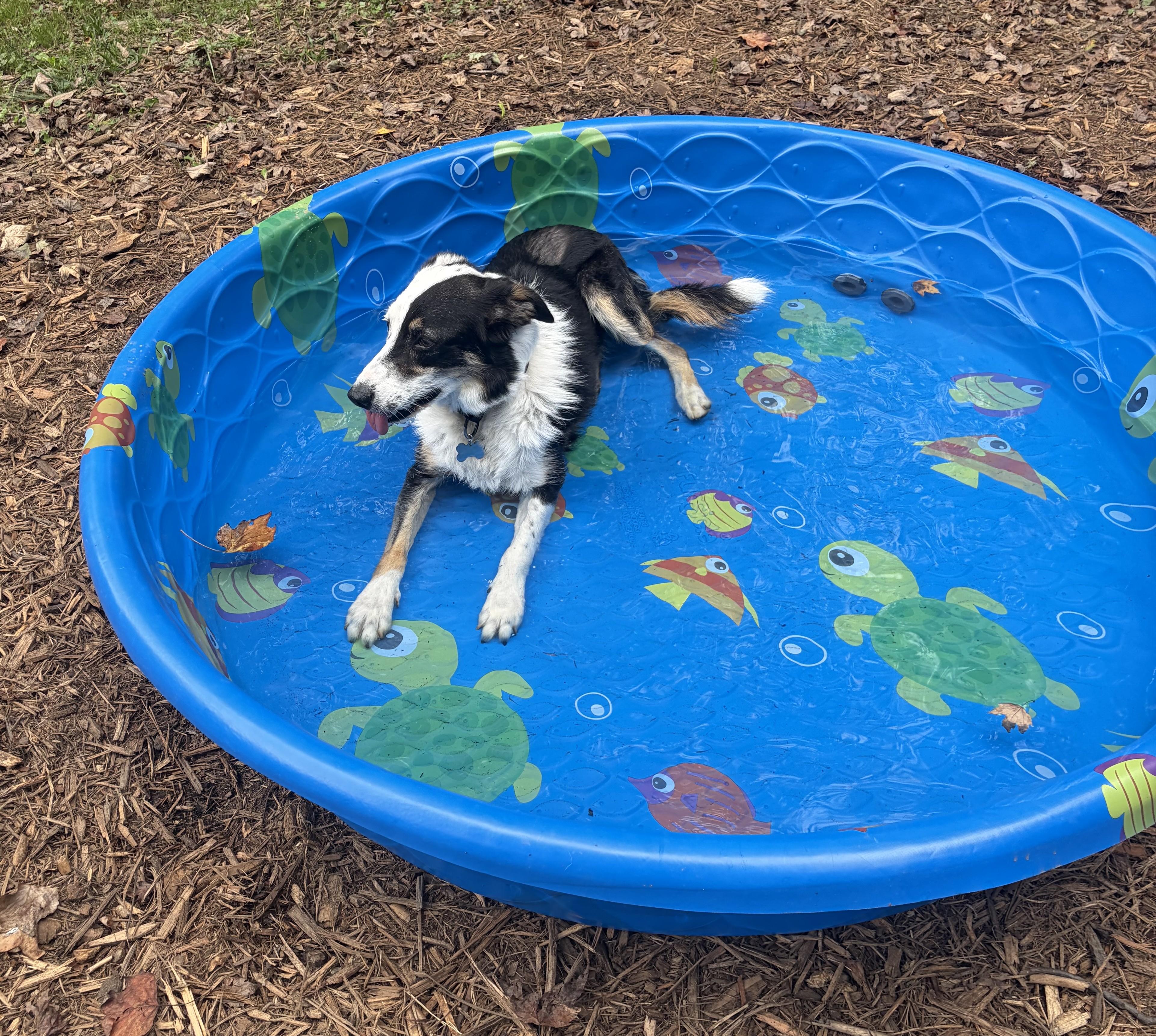 Enlarge BRODIE, a Adoptable Border Collie in Biltmore Forest, NC image 3/6