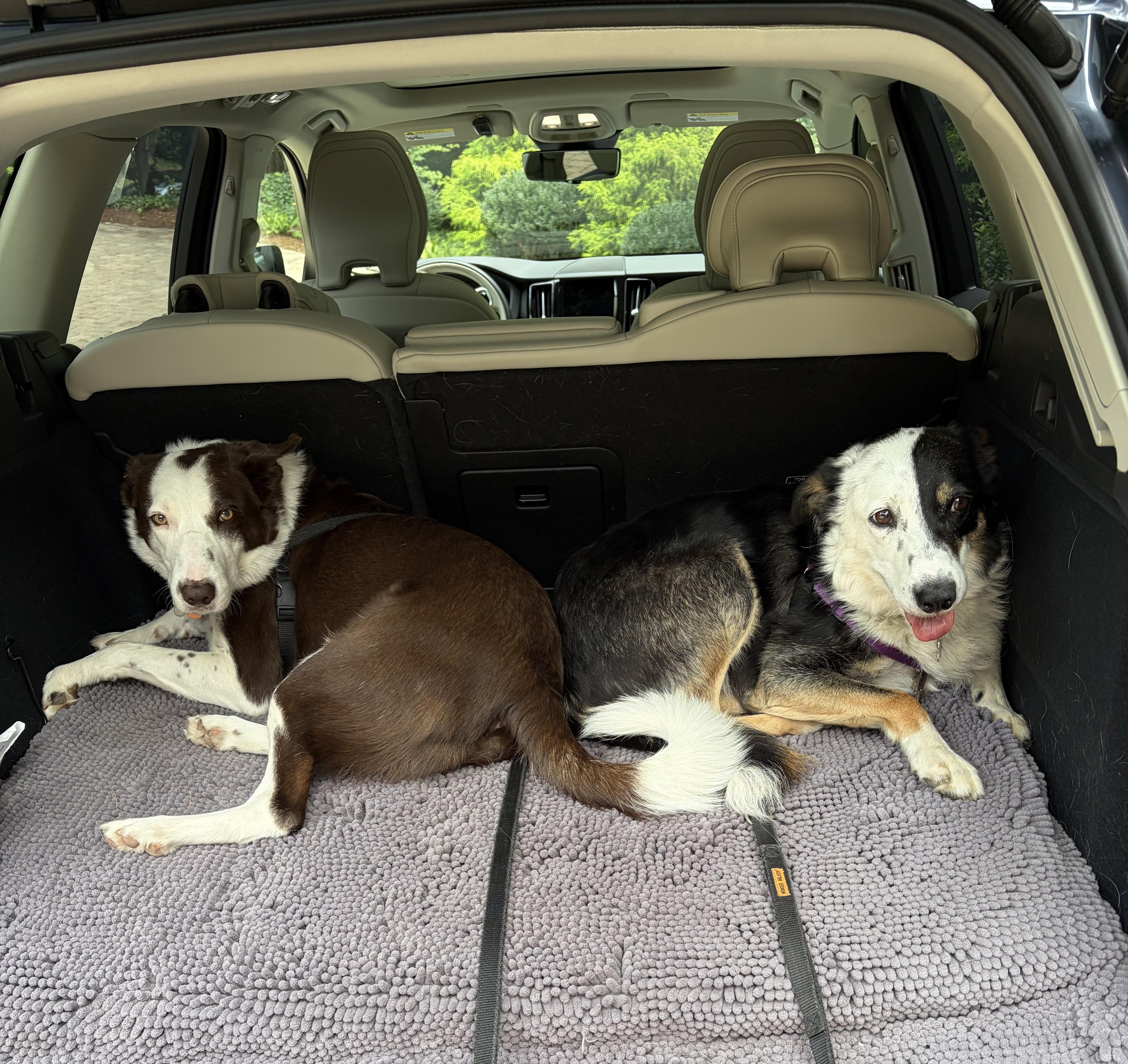 Enlarge BRODIE, a Adoptable Border Collie in Biltmore Forest, NC image 5/6