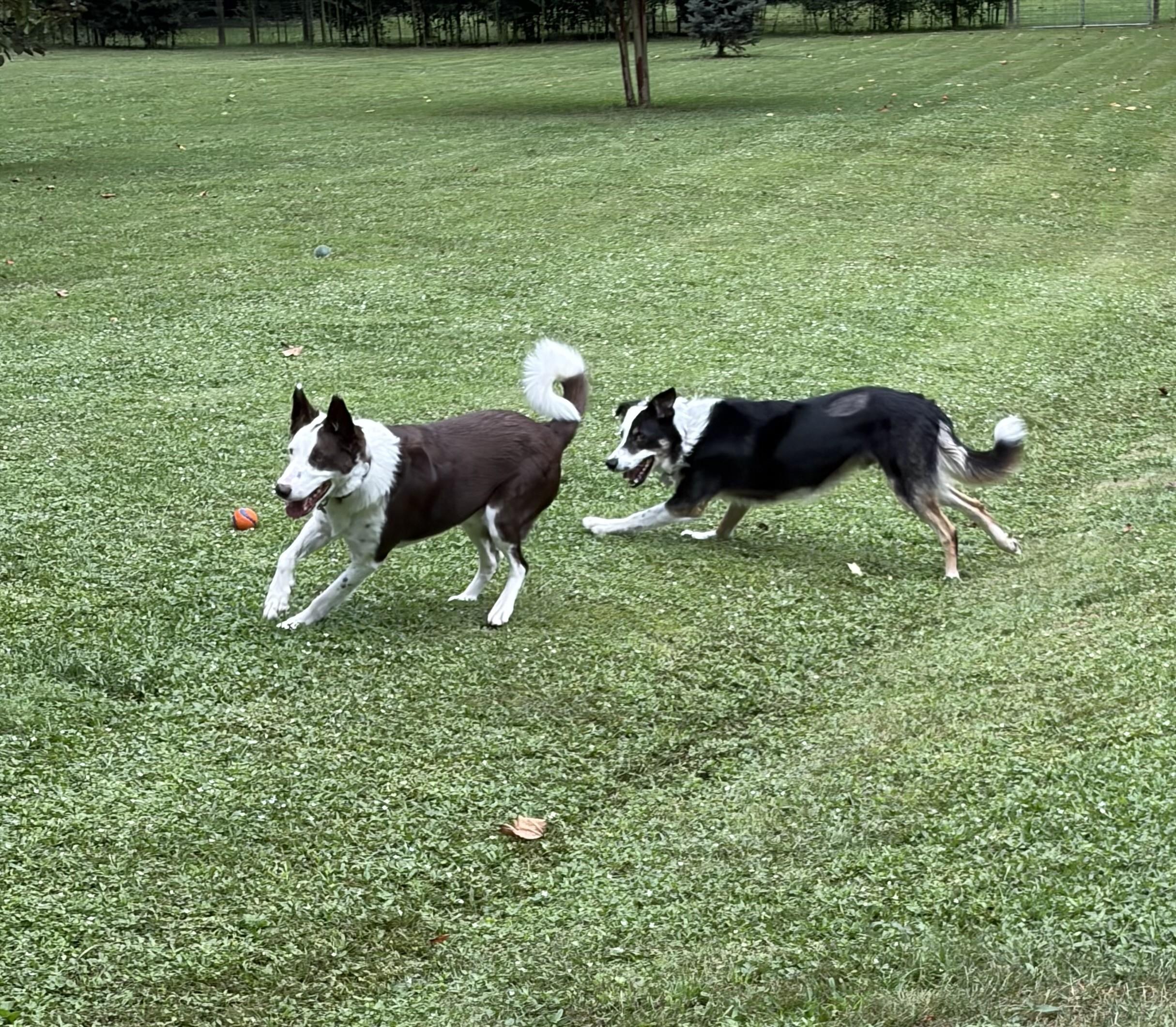 Enlarge BRODIE, a Adoptable Border Collie in Biltmore Forest, NC image 4/6